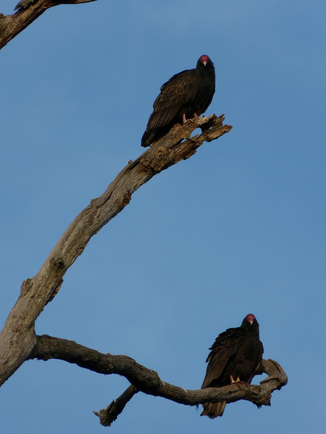  - vultures - - Group portrait <br>--- Click to see ORIGINAL --- -  Panasonic DMC-FZ150 - Tony Karp, design, art, photography, techno-impressionist, techno-impressionism, aerial photography , drone , drones , dji , mavic pro , video , 3D printing - Books -