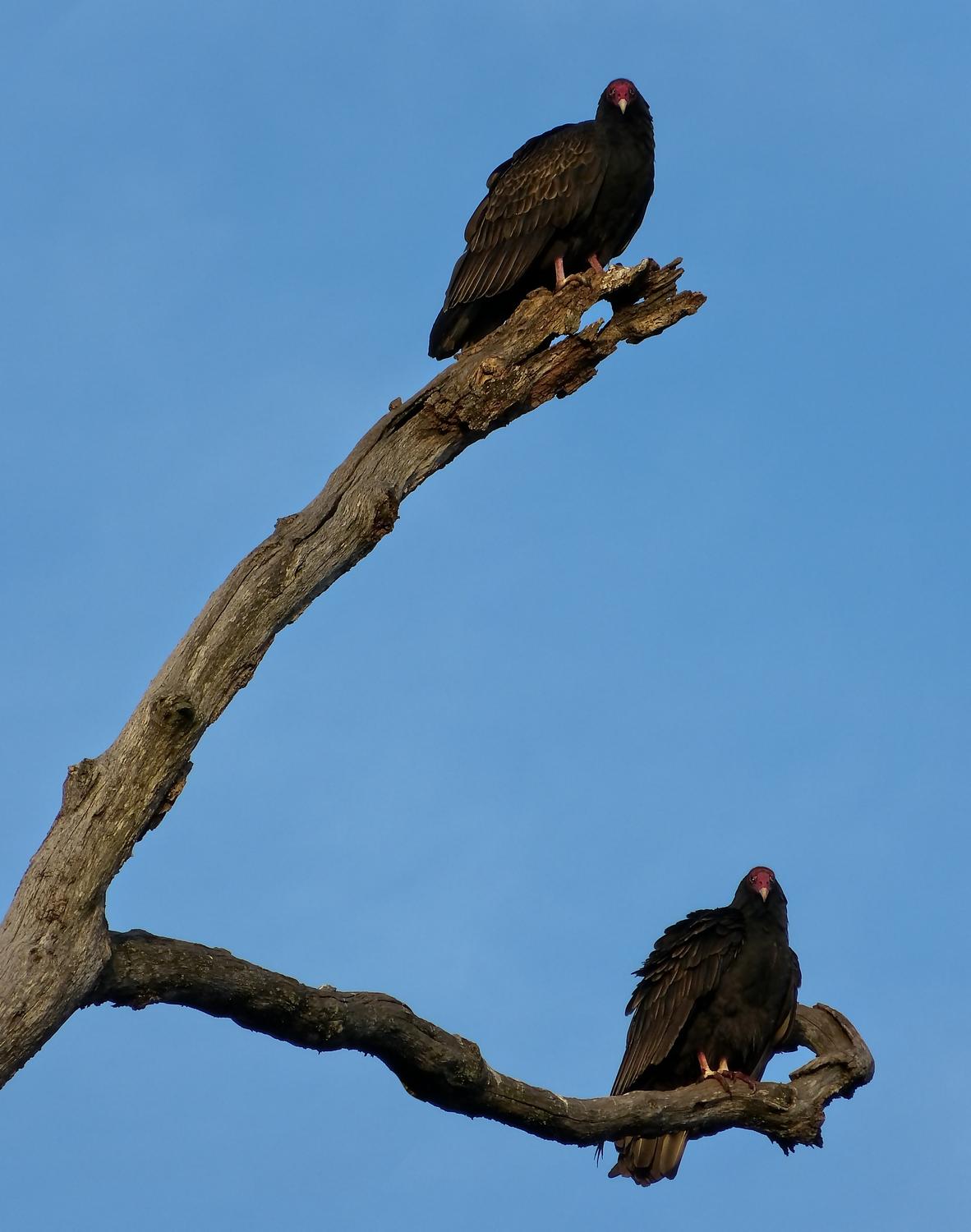 - vultures - - Group portrait <br>--- Click to see ORIGINAL --- -  Panasonic DMC-FZ150 - Tony Karp, design, art, photography, techno-impressionist, techno-impressionism, aerial photography , drone , drones , dji , mavic pro , video , 3D printing - Books -