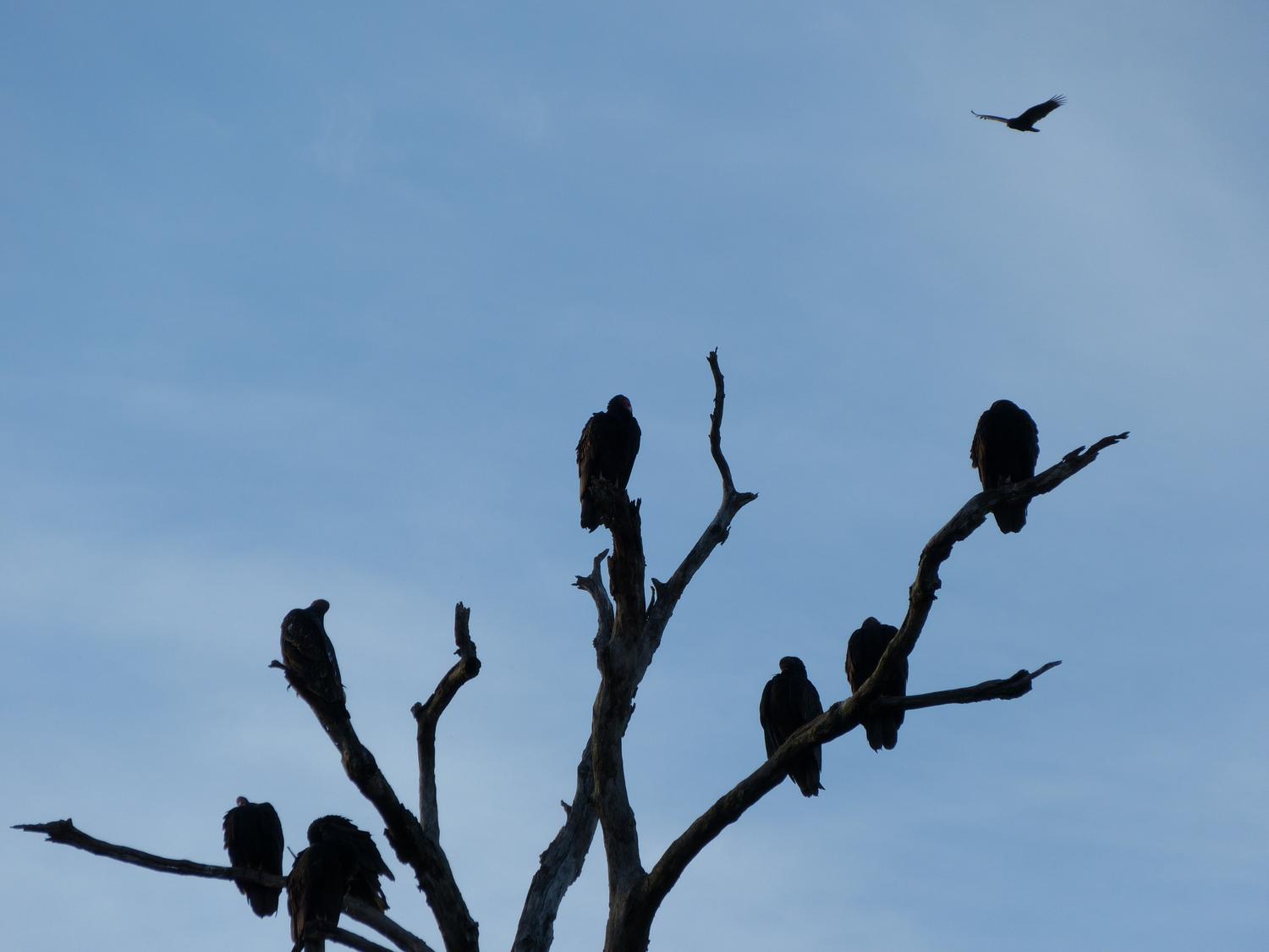  buzzards vultures - Some of our neighbors arrive just before sunset <br>--- Click to see ORIGINAL --- - -  Panasonic DMC-FZ150 - post processing - Tony Karp, design, art, photography, techno-impressionist, techno-impressionism, aerial photography , drone , drones , dji , mavic pro , video , 3D printing - Books -