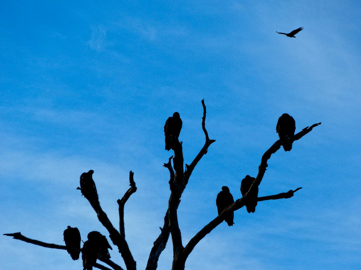  buzzards vultures - Some of our neighbors arrive just before sunset <br>--- Click to see ORIGINAL --- - -  Panasonic DMC-FZ150 - post processing - Tony Karp, design, art, photography, techno-impressionist, techno-impressionism, aerial photography , drone , drones , dji , mavic pro , video , 3D printing - Books -