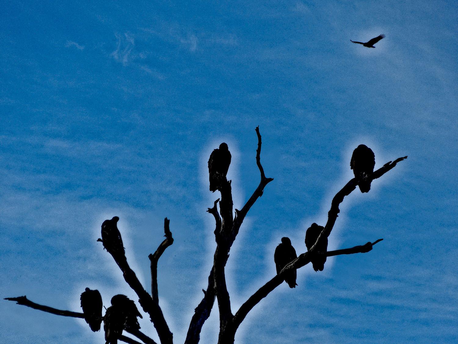  - Vultures nesting - Panasonic DMC-FZ150 <br>--- Click to see ORIGINAL --- -  Panasonic DMC-FZ150 - Tony Karp, design, art, photography, techno-impressionist, techno-impressionism, aerial photography , drone , drones , dji , mavic pro , video , 3D printing - Books -