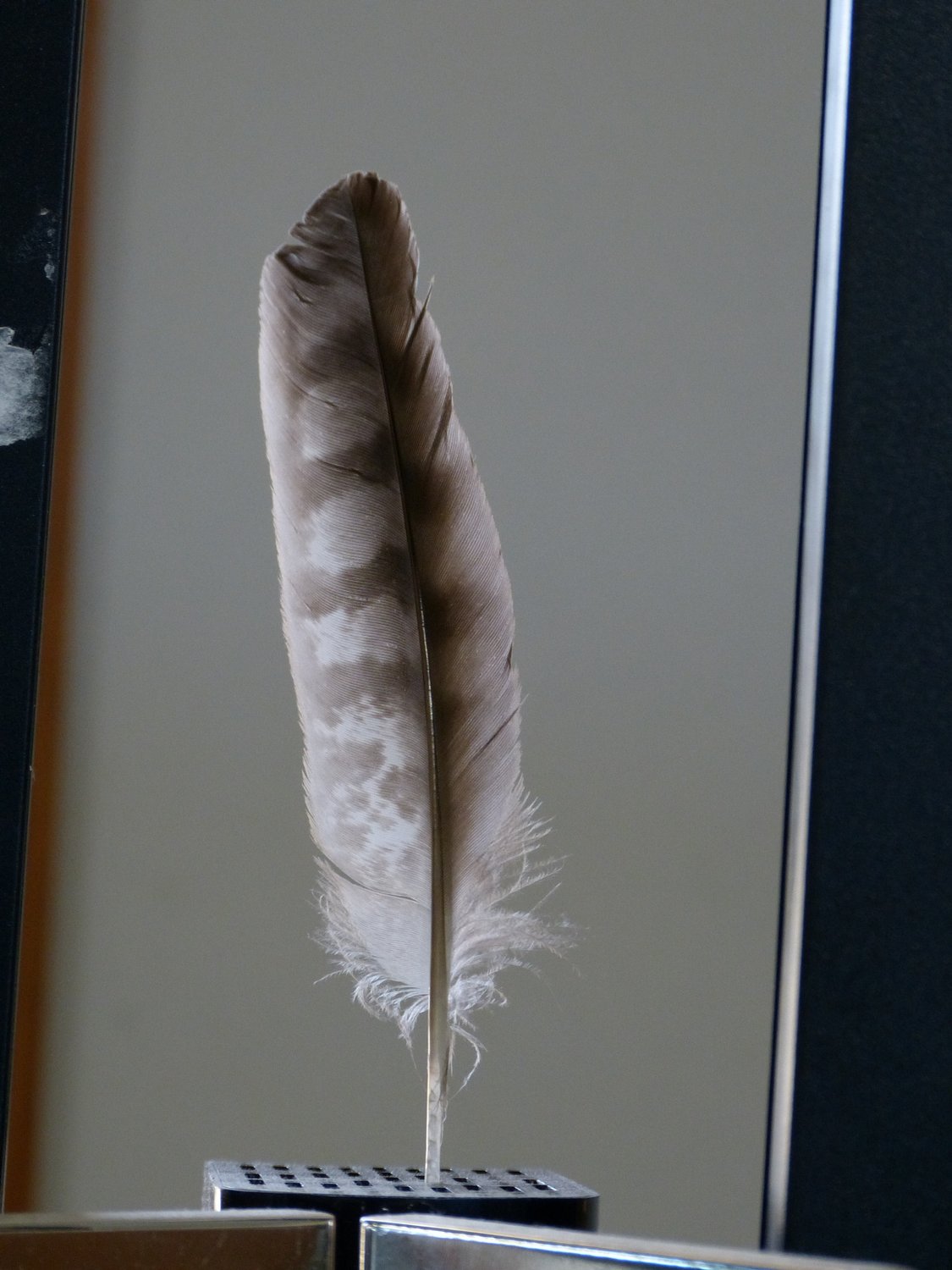  - Hawk feather - Panasonic DMC-FZ150 <br>--- Click to see ORIGINAL --- -  Panasonic DMC-FZ150 - Tony Karp, design, art, photography, techno-impressionist, techno-impressionism, aerial photography , drone , drones , dji , mavic pro , video , 3D printing - Books -