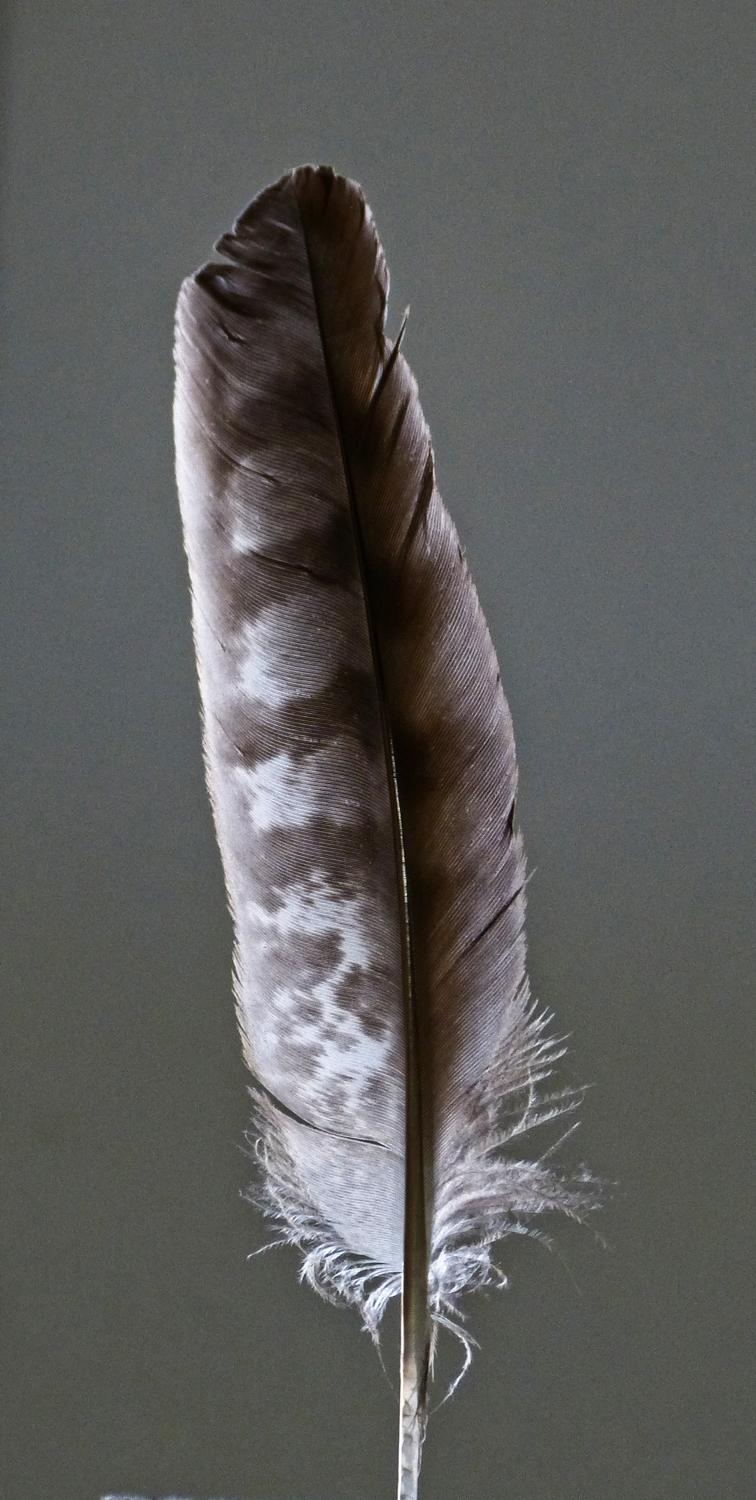  - Hawk feather - Panasonic DMC-FZ150 <br>--- Click to see ORIGINAL --- -  Panasonic DMC-FZ150 - Tony Karp, design, art, photography, techno-impressionist, techno-impressionism, aerial photography , drone , drones , dji , mavic pro , video , 3D printing - Books -