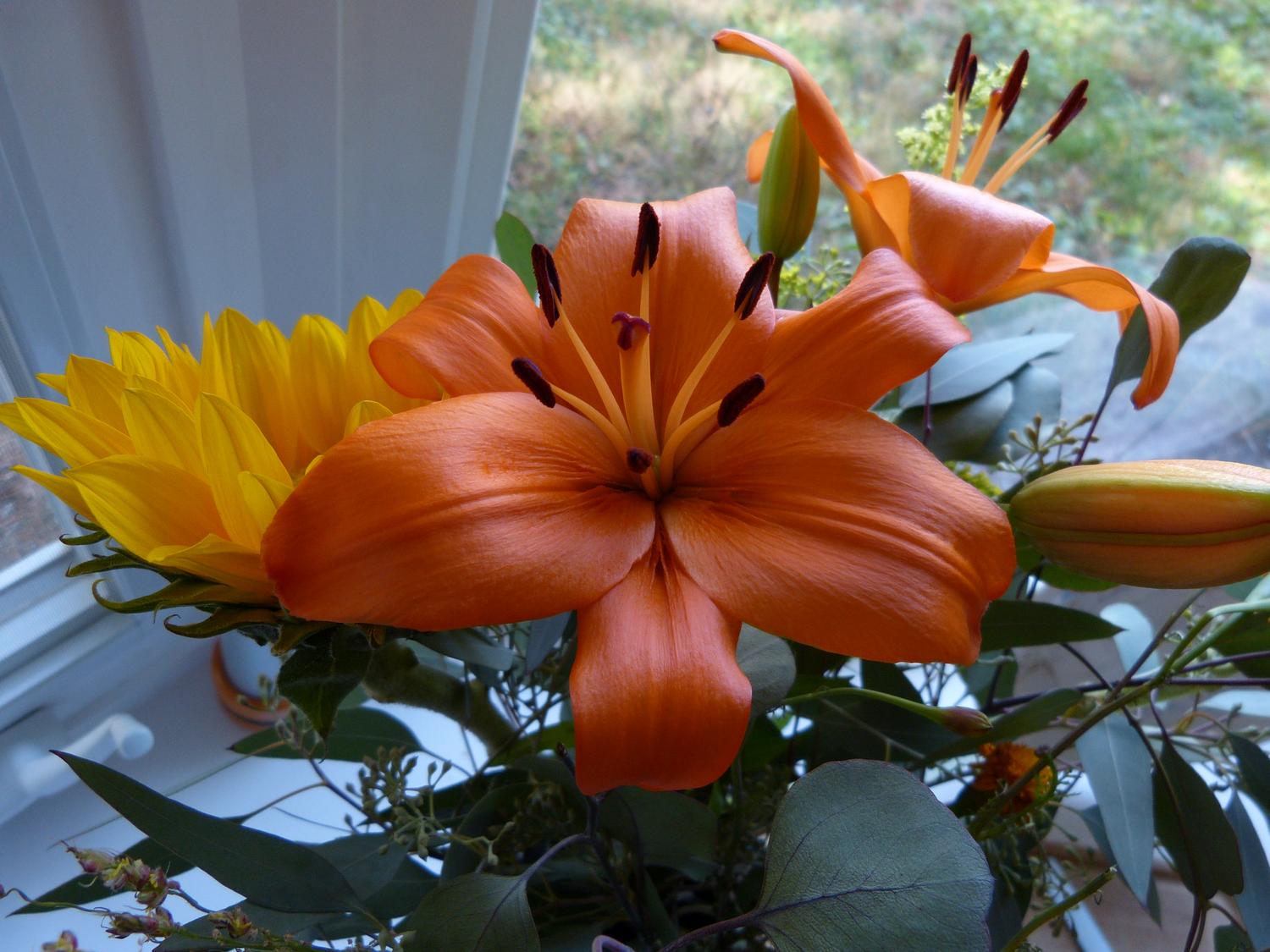  - Orange lily <br>--- Click to see ORIGINAL --- -  Panasonic DMC-FZ150 - Tony Karp, design, art, photography, techno-impressionist, techno-impressionism, aerial photography , drone , drones , dji , mavic pro , video , 3D printing - Books -
