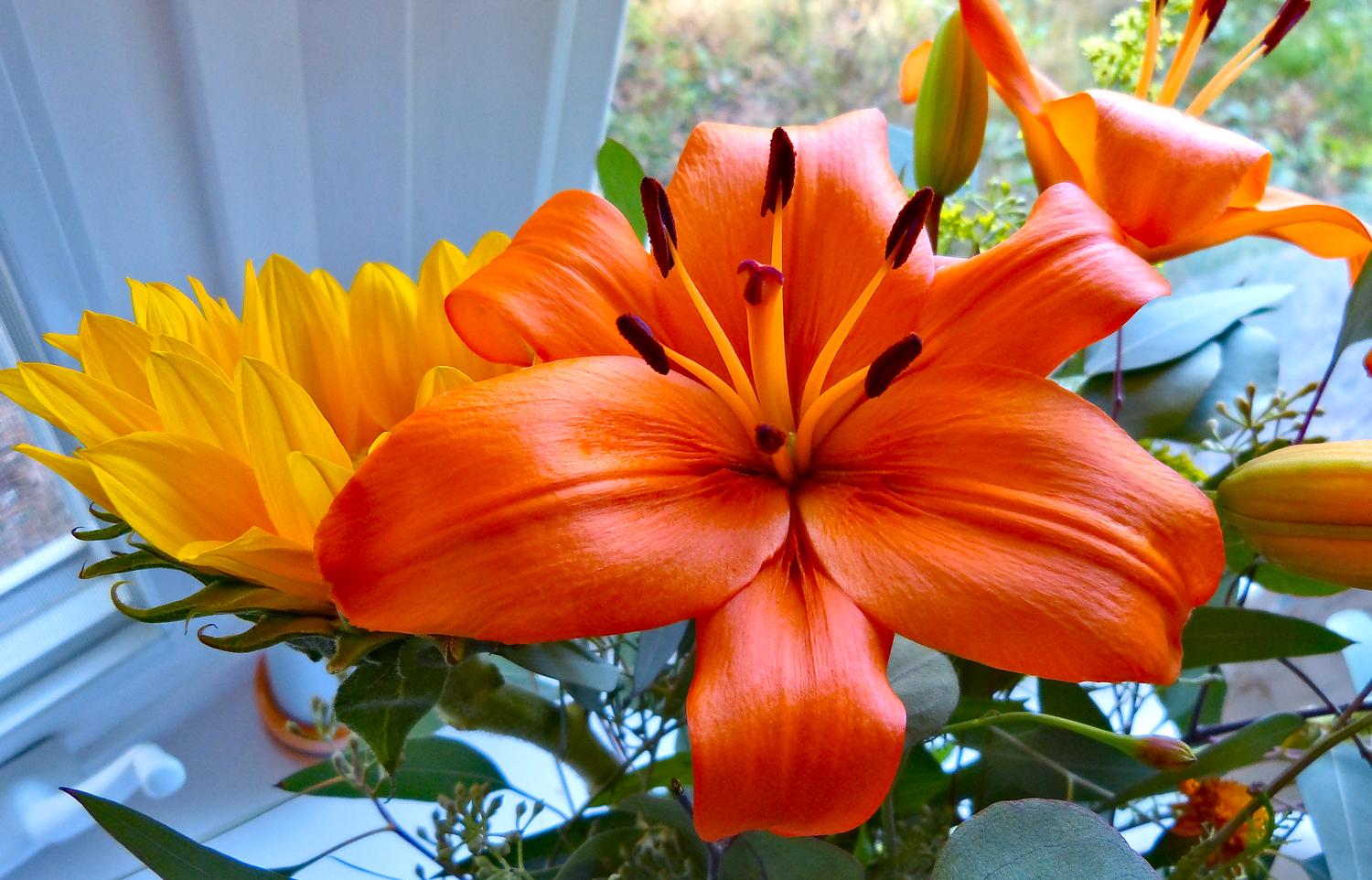  - Orange lily <br>--- Click to see ORIGINAL --- -  Panasonic DMC-FZ150 - Tony Karp, design, art, photography, techno-impressionist, techno-impressionism, aerial photography , drone , drones , dji , mavic pro , video , 3D printing - Books -