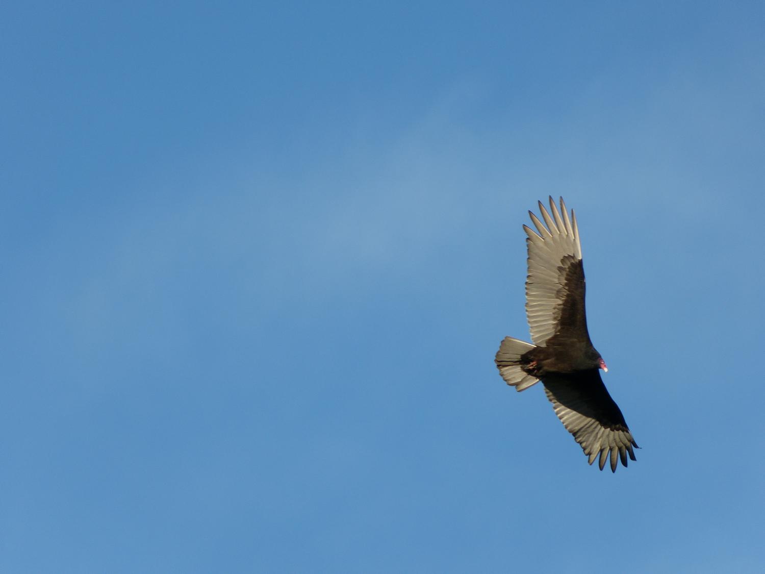  - A vulture at sunset <br>--- Click to see ORIGINAL --- -  Panasonic DMC-FZ150 - Tony Karp, design, art, photography, techno-impressionist, techno-impressionism, aerial photography , drone , drones , dji , mavic pro , video , 3D printing - Books -