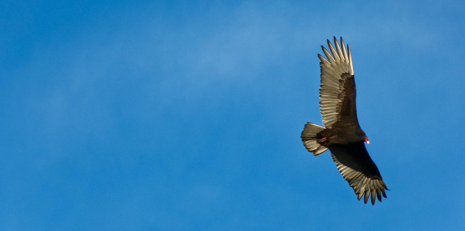  - A vulture at sunset <br>--- Click to see ORIGINAL --- -  Panasonic DMC-FZ150 - Tony Karp, design, art, photography, techno-impressionist, techno-impressionism, aerial photography , drone , drones , dji , mavic pro , video , 3D printing - Books -