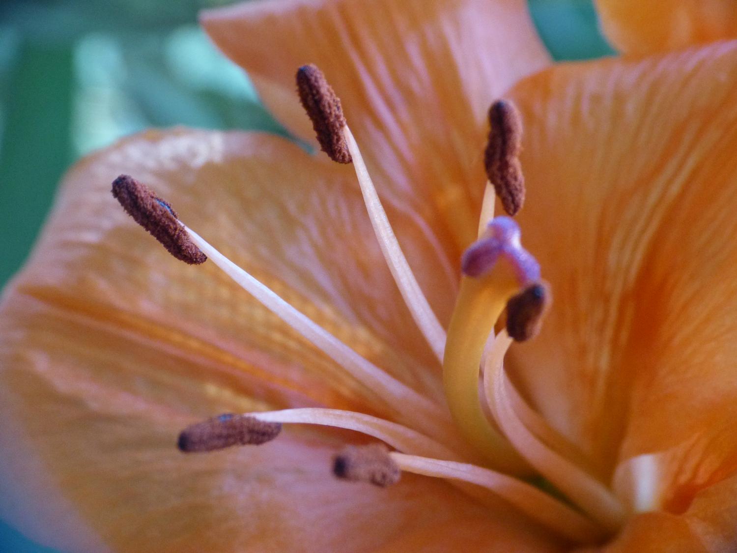  - In the winter, the lily blooms indoors. <br>--- Click to see ORIGINAL --- - -  Panasonic DMC-FZ150 - Tony Karp, design, art, photography, techno-impressionist, techno-impressionism, aerial photography , drone , drones , dji , mavic pro , video , 3D printing - Books -