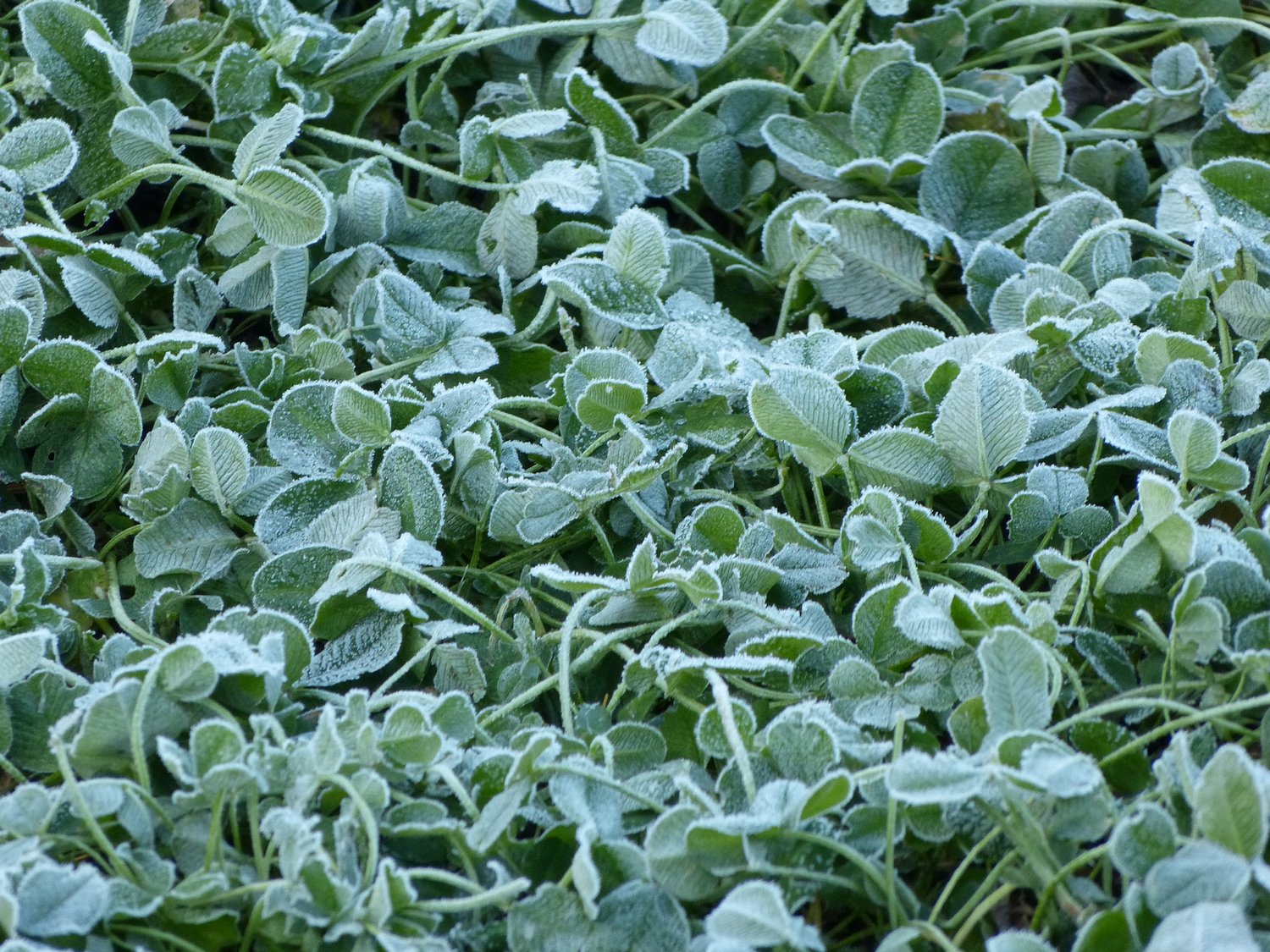 - Frozen clover - Panasonic DMC-FZ150 <br>--- Click to see ORIGINAL --- -  Panasonic DMC-FZ150 - Tony Karp, design, art, photography, techno-impressionist, techno-impressionism, aerial photography , drone , drones , dji , mavic pro , video , 3D printing - Books -