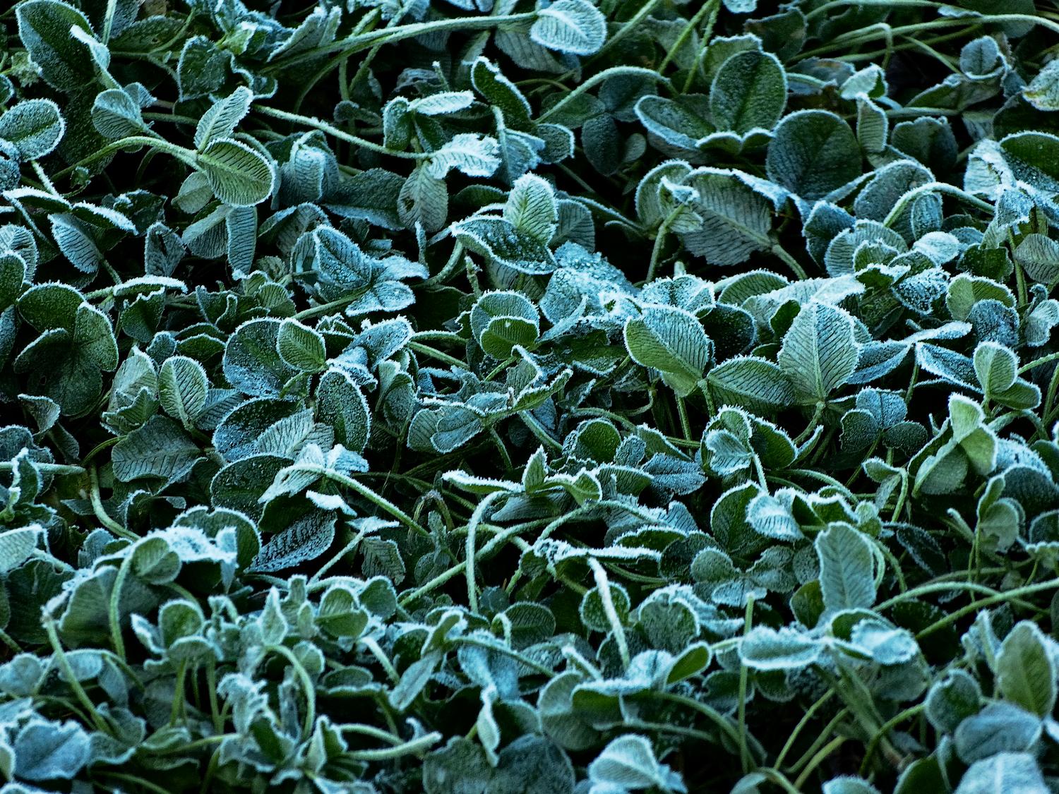  - Frozen clover - Panasonic DMC-FZ150 <br>--- Click to see ORIGINAL --- -  Panasonic DMC-FZ150 - Tony Karp, design, art, photography, techno-impressionist, techno-impressionism, aerial photography , drone , drones , dji , mavic pro , video , 3D printing - Books -