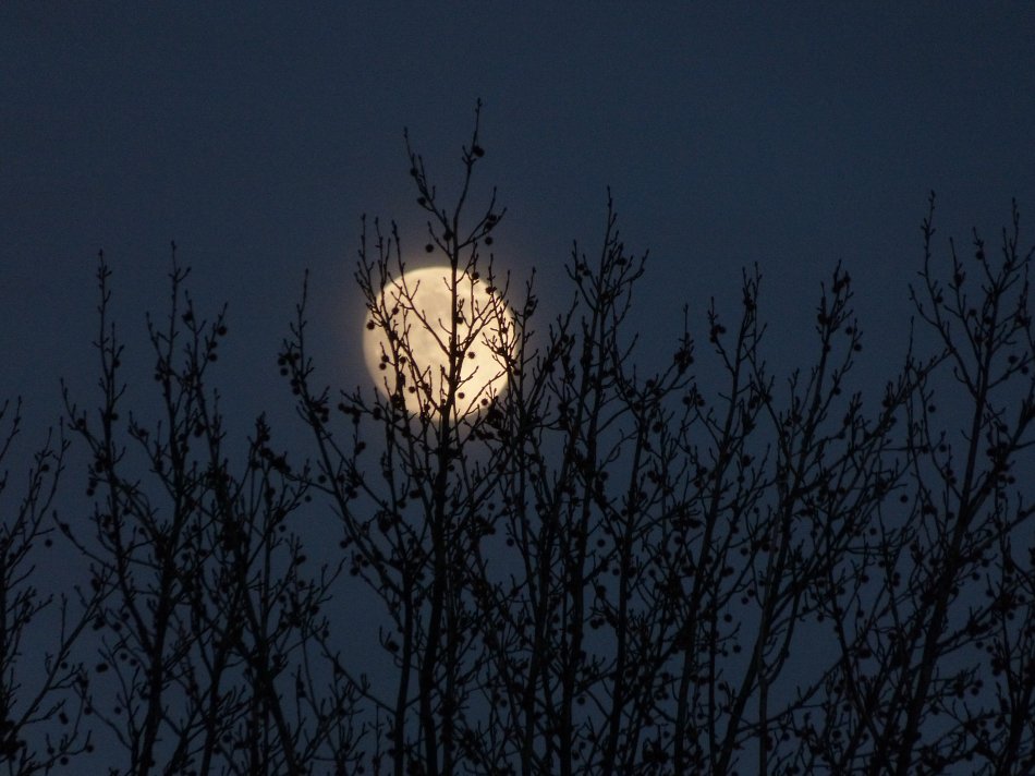  - The moon hides behind the trees - Panasonic DMC-FZ150 <br>--- Click to see ORIGINAL --- -  Panasonic DMC-FZ150 - Tony Karp, design, art, photography, techno-impressionist, techno-impressionism, aerial photography , drone , drones , dji , mavic pro , video , 3D printing - Books -