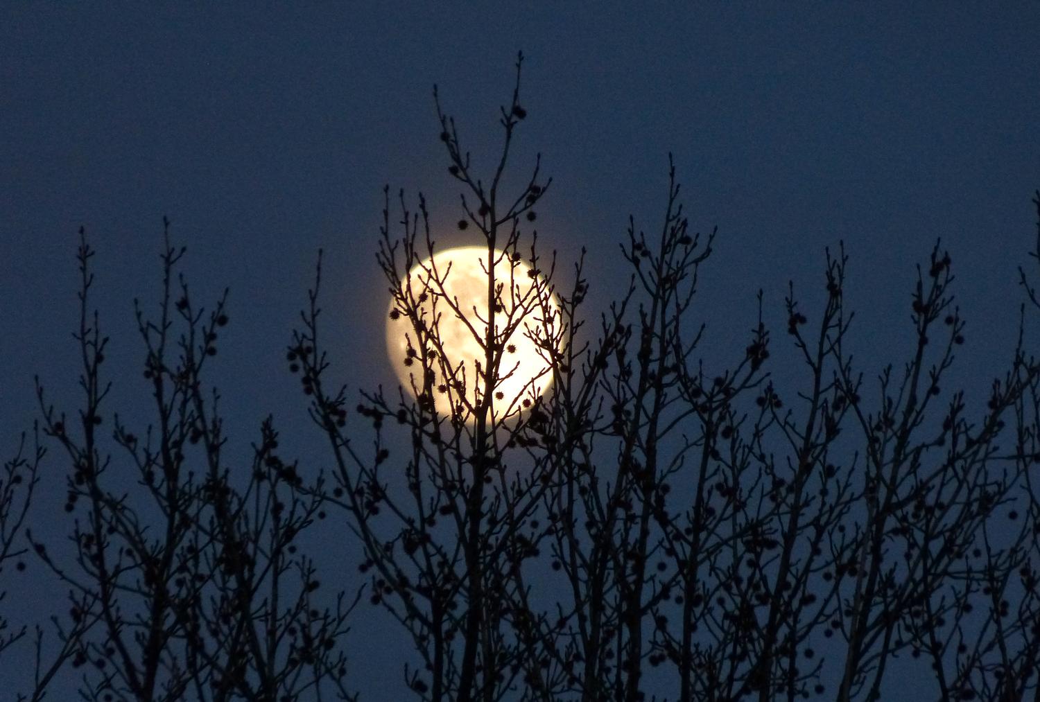  - The moon hides behind the trees - Panasonic DMC-FZ150 <br>--- Click to see ORIGINAL --- -  Panasonic DMC-FZ150 - Tony Karp, design, art, photography, techno-impressionist, techno-impressionism, aerial photography , drone , drones , dji , mavic pro , video , 3D printing - Books -