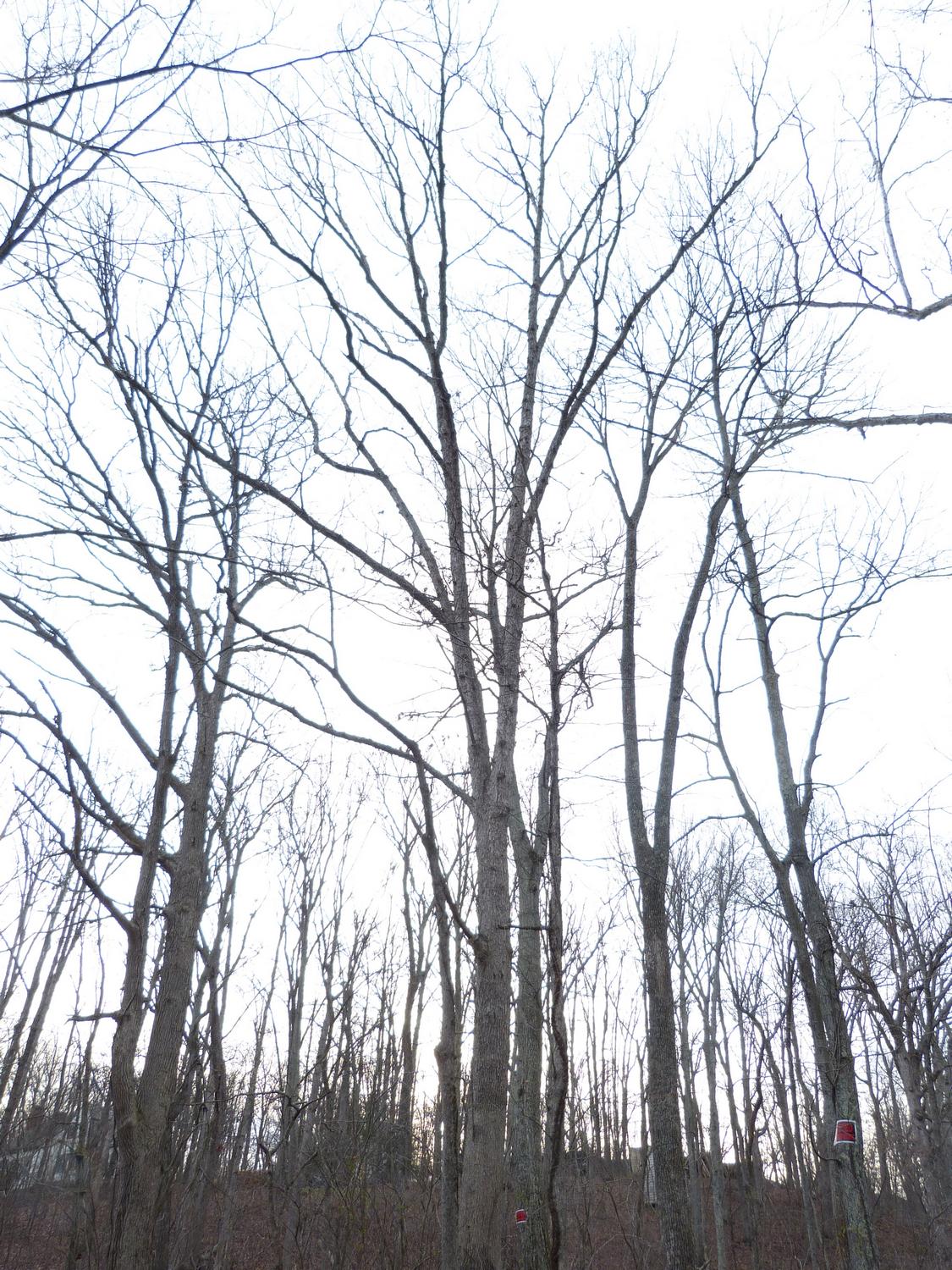  - The dreams of winter trees <br>--- Click to see ORIGINAL --- - -  Panasonic DMC-FZ150 - - Tony Karp, design, art, photography, techno-impressionist, techno-impressionism, aerial photography , drone , drones , dji , mavic pro , video , 3D printing - Books -