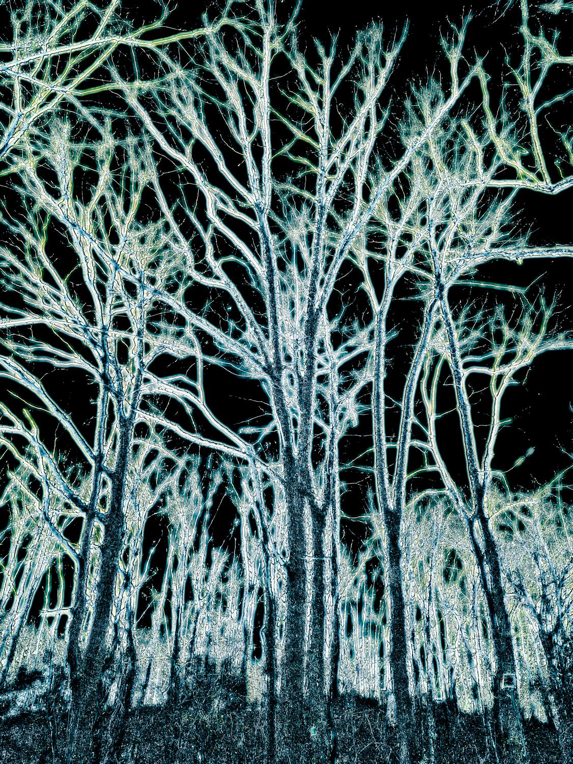  - The dreams of winter trees <br>--- Click to see ORIGINAL --- - -  Panasonic DMC-FZ150 - - Tony Karp, design, art, photography, techno-impressionist, techno-impressionism, aerial photography , drone , drones , dji , mavic pro , video , 3D printing - Books -