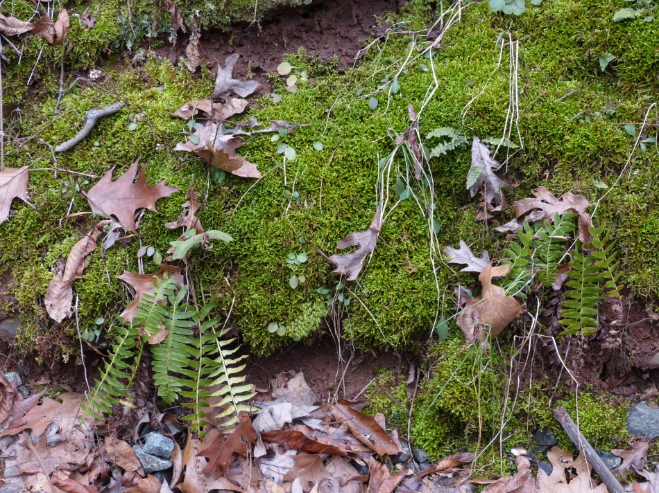  - moss and leaves - - Winter green <br>--- Click to see ORIGINAL --- -  Panasonic DMC-FZ150 - Tony Karp, design, art, photography, techno-impressionist, techno-impressionism, aerial photography , drone , drones , dji , mavic pro , video , 3D printing - Books -