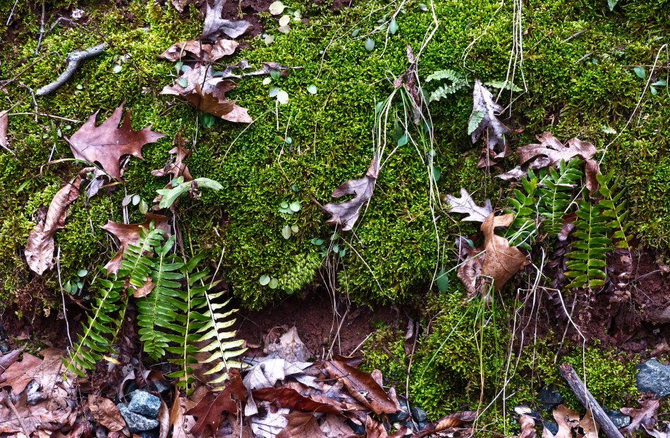  - moss and leaves - - Winter green <br>--- Click to see ORIGINAL --- -  Panasonic DMC-FZ150 - Tony Karp, design, art, photography, techno-impressionist, techno-impressionism, aerial photography , drone , drones , dji , mavic pro , video , 3D printing - Books -