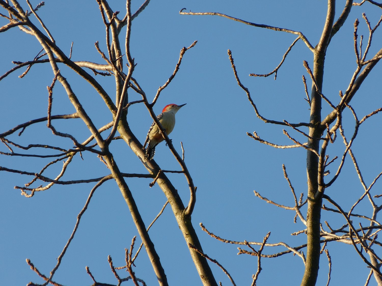  - Wintry woodpecker <br>--- Click to see ORIGINAL --- - -  Panasonic DMC-FZ150 - - Tony Karp, design, art, photography, techno-impressionist, techno-impressionism, aerial photography , drone , drones , dji , mavic pro , video , 3D printing - Books -