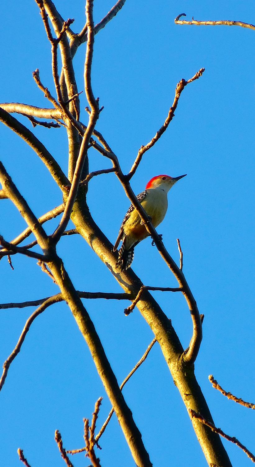  - Wintry woodpecker <br>--- Click to see ORIGINAL --- - -  Panasonic DMC-FZ150 - - Tony Karp, design, art, photography, techno-impressionist, techno-impressionism, aerial photography , drone , drones , dji , mavic pro , video , 3D printing - Books -