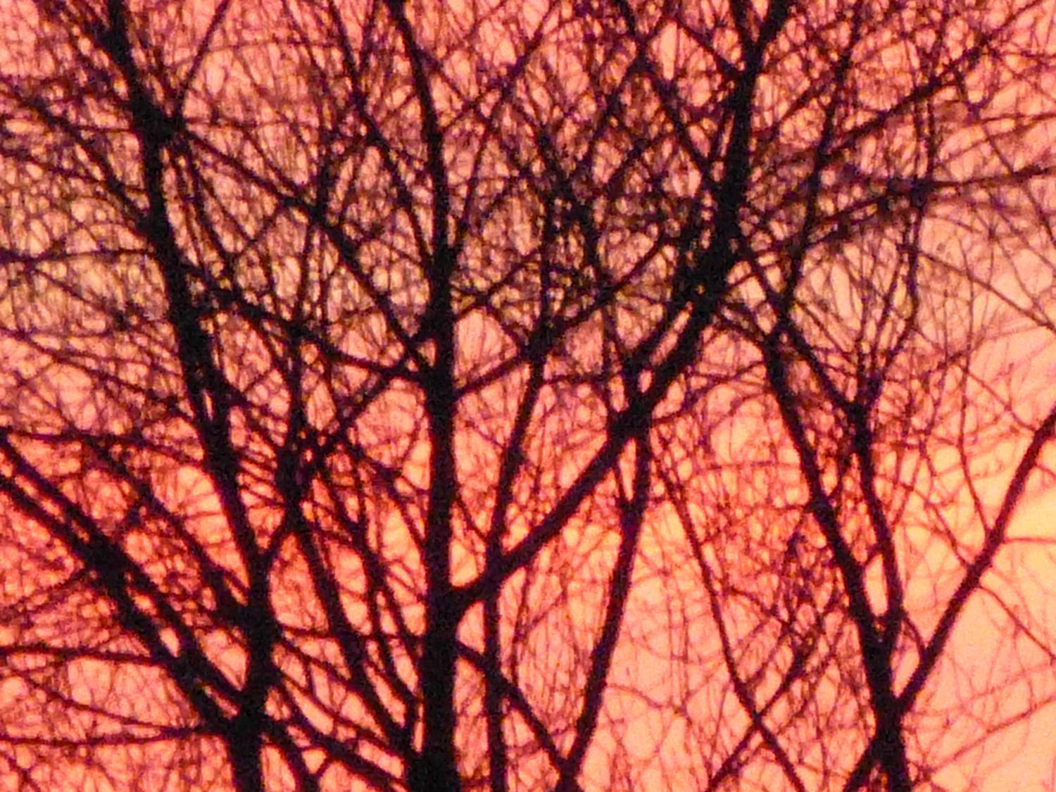  - Sunrise sets the trees on fire <br>--- Click to see ORIGINAL --- - -  Panasonic DMC-FZ150 - post processing - Tony Karp, design, art, photography, techno-impressionist, techno-impressionism, aerial photography , drone , drones , dji , mavic pro , video , 3D printing - Books -
