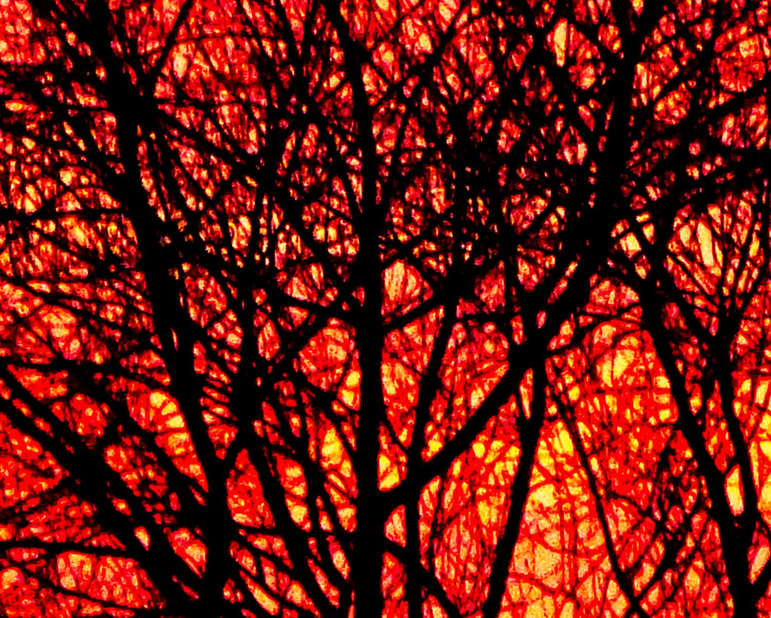  - Sunrise sets the trees on fire <br>--- Click to see ORIGINAL --- - -  Panasonic DMC-FZ150 - post processing - Tony Karp, design, art, photography, techno-impressionist, techno-impressionism, aerial photography , drone , drones , dji , mavic pro , video , 3D printing - Books -