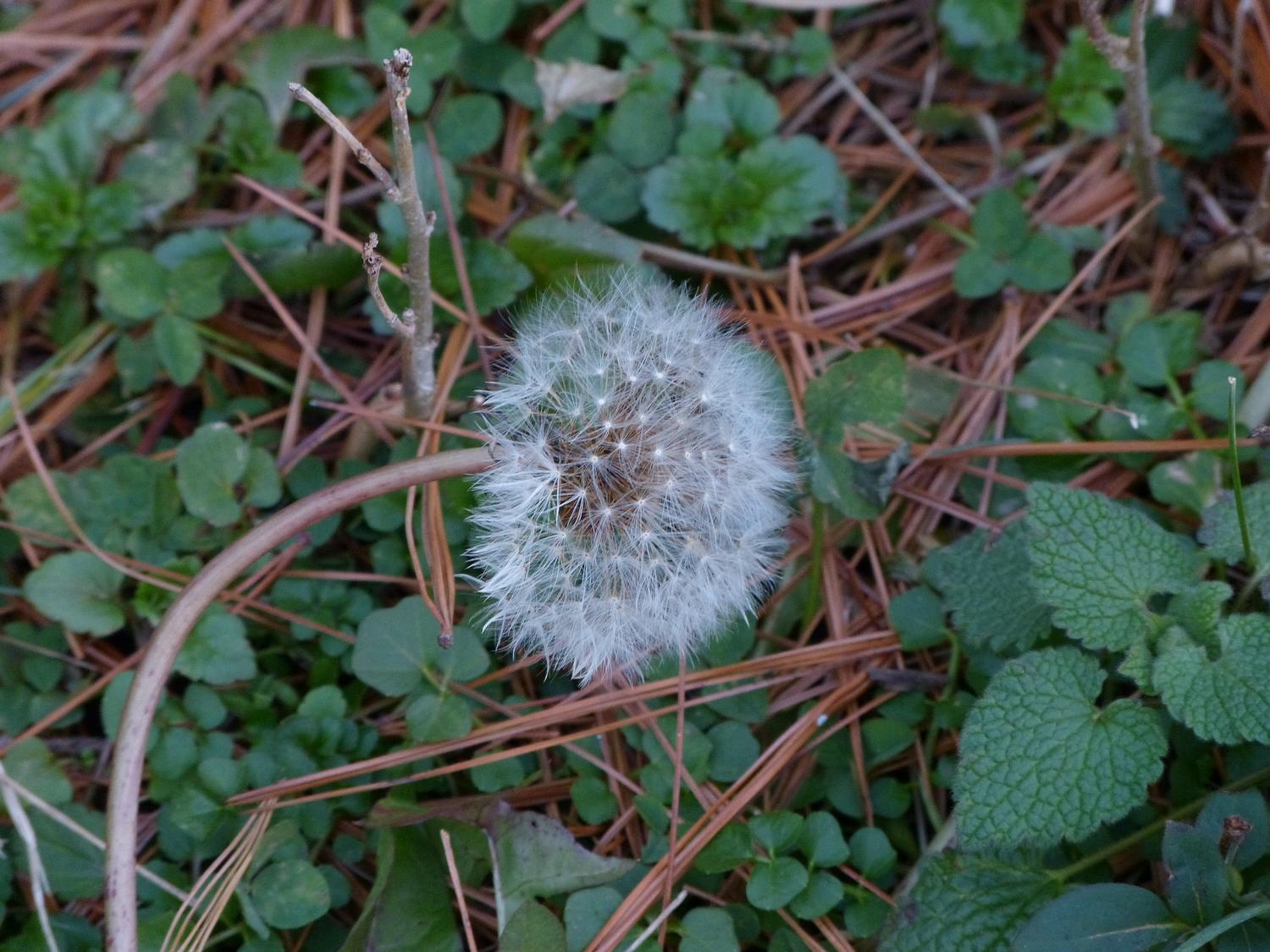  - The last dandelion of winter  <br>--- Click to see ORIGINAL --- - -  Panasonic DMC-FZ150 - - Tony Karp, design, art, photography, techno-impressionist, techno-impressionism, aerial photography , drone , drones , dji , mavic pro , video , 3D printing - Books -