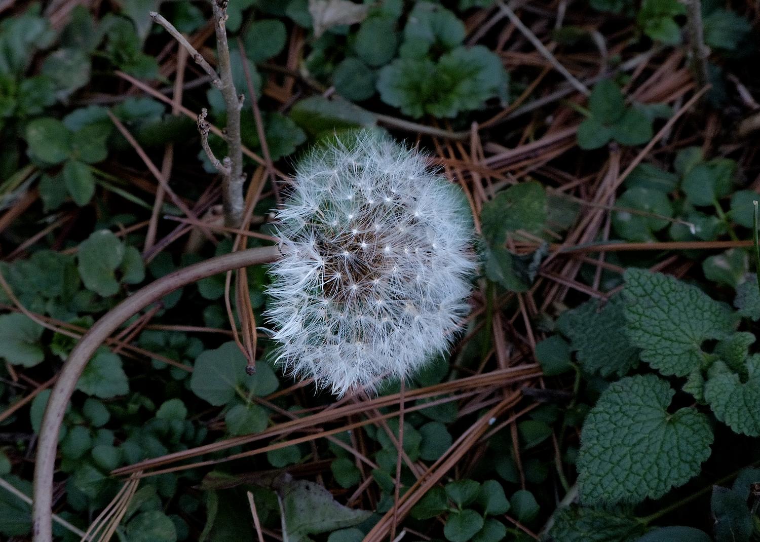  - The last dandelion of winter  <br>--- Click to see ORIGINAL --- - -  Panasonic DMC-FZ150 - - Tony Karp, design, art, photography, techno-impressionist, techno-impressionism, aerial photography , drone , drones , dji , mavic pro , video , 3D printing - Books -