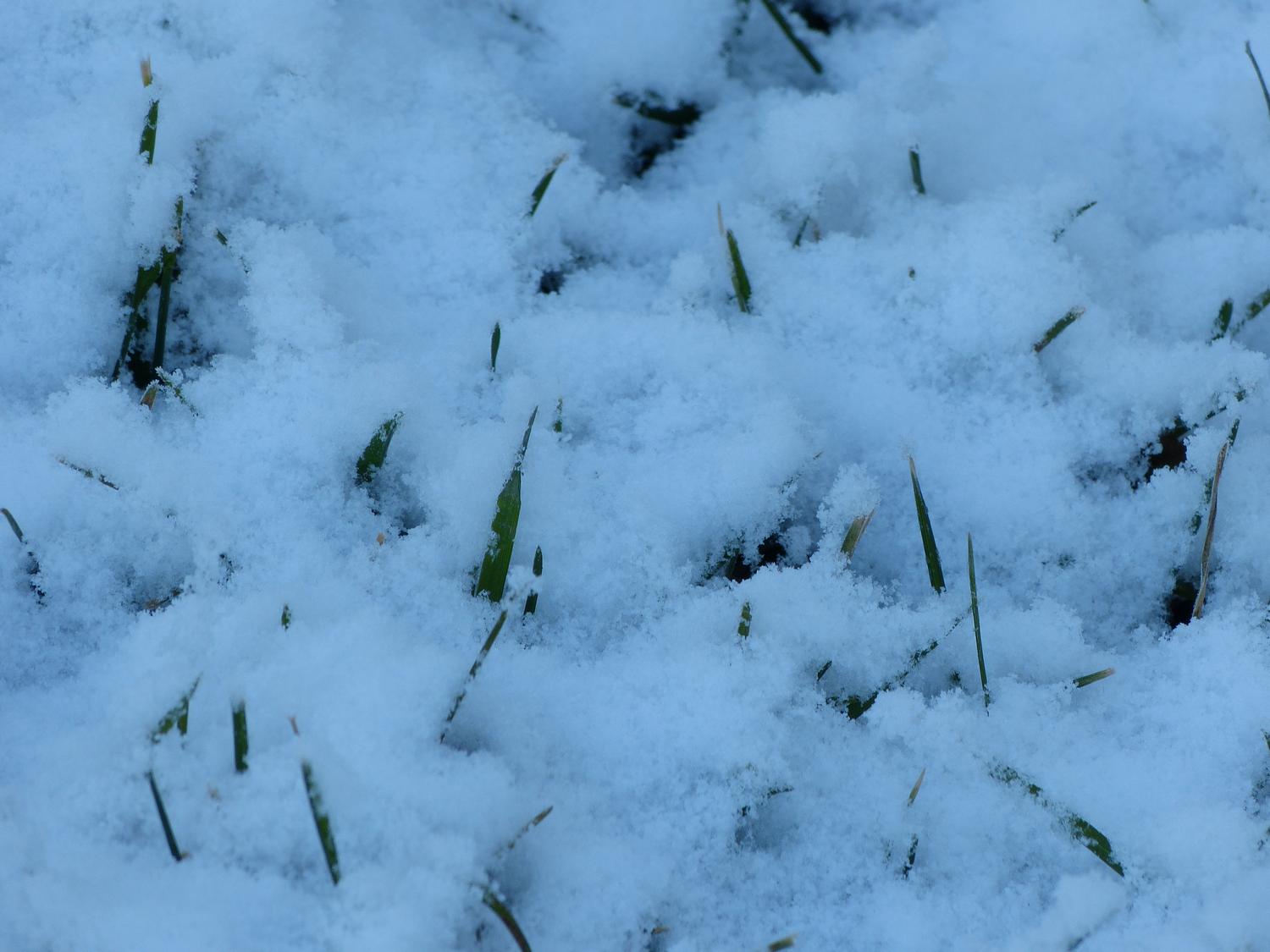  - Grass through the snow on a cool winter's morning <br>--- Click to see ORIGINAL --- - -  Panasonic DMC-FZ150 - post processing - Tony Karp, design, art, photography, techno-impressionist, techno-impressionism, aerial photography , drone , drones , dji , mavic pro , video , 3D printing - Books -