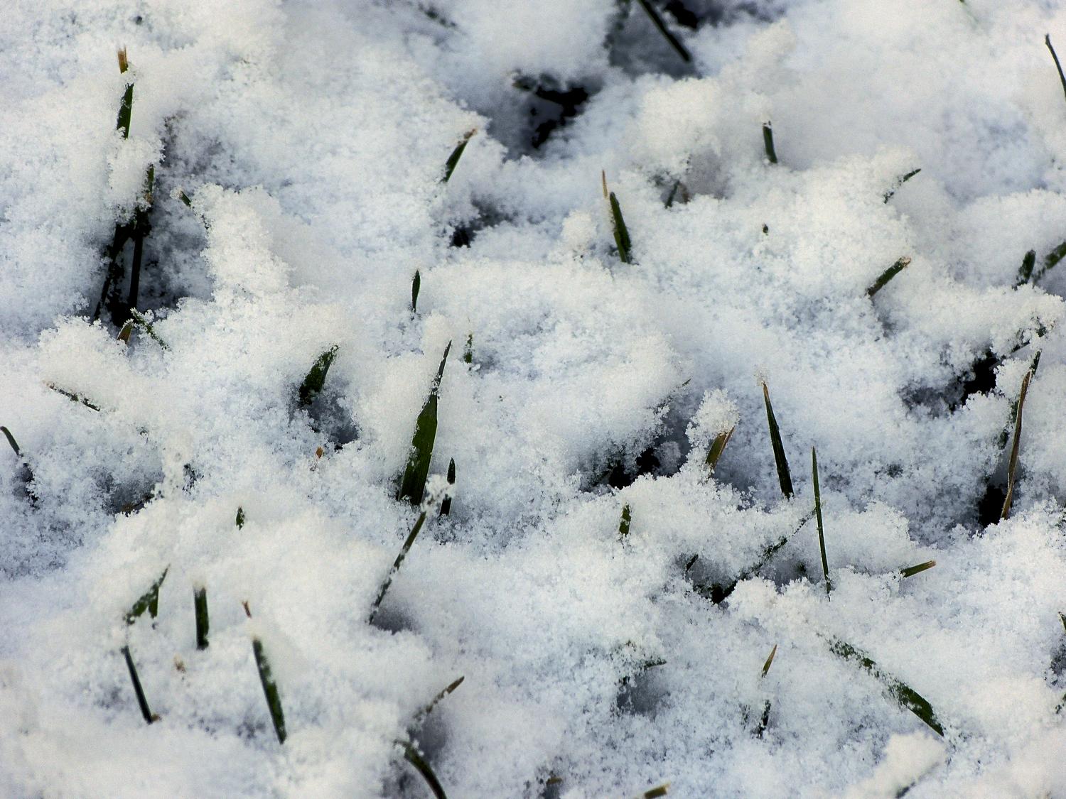  - Grass through the snow on a cool winter's morning <br>--- Click to see ORIGINAL --- - -  Panasonic DMC-FZ150 - post processing - Tony Karp, design, art, photography, techno-impressionist, techno-impressionism, aerial photography , drone , drones , dji , mavic pro , video , 3D printing - Books -