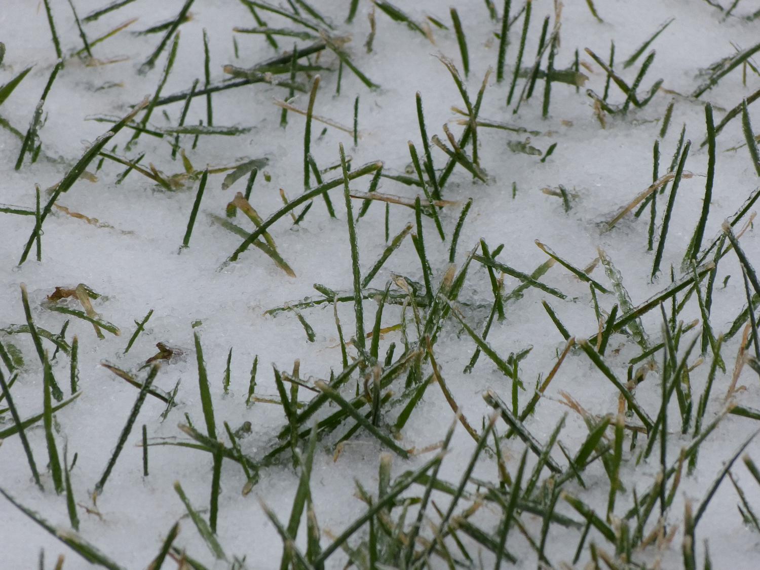  - Winter grass through the snow <br>--- Click to see ORIGINAL --- - -  Panasonic DMC-FZ150 - Tony Karp, design, art, photography, techno-impressionist, techno-impressionism, aerial photography , drone , drones , dji , mavic pro , video , 3D printing - Books -