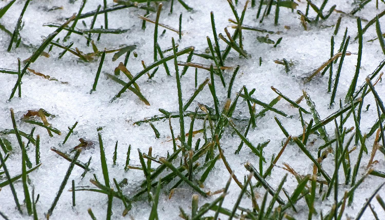  - Winter grass through the snow <br>--- Click to see ORIGINAL --- - -  Panasonic DMC-FZ150 - Tony Karp, design, art, photography, techno-impressionist, techno-impressionism, aerial photography , drone , drones , dji , mavic pro , video , 3D printing - Books -