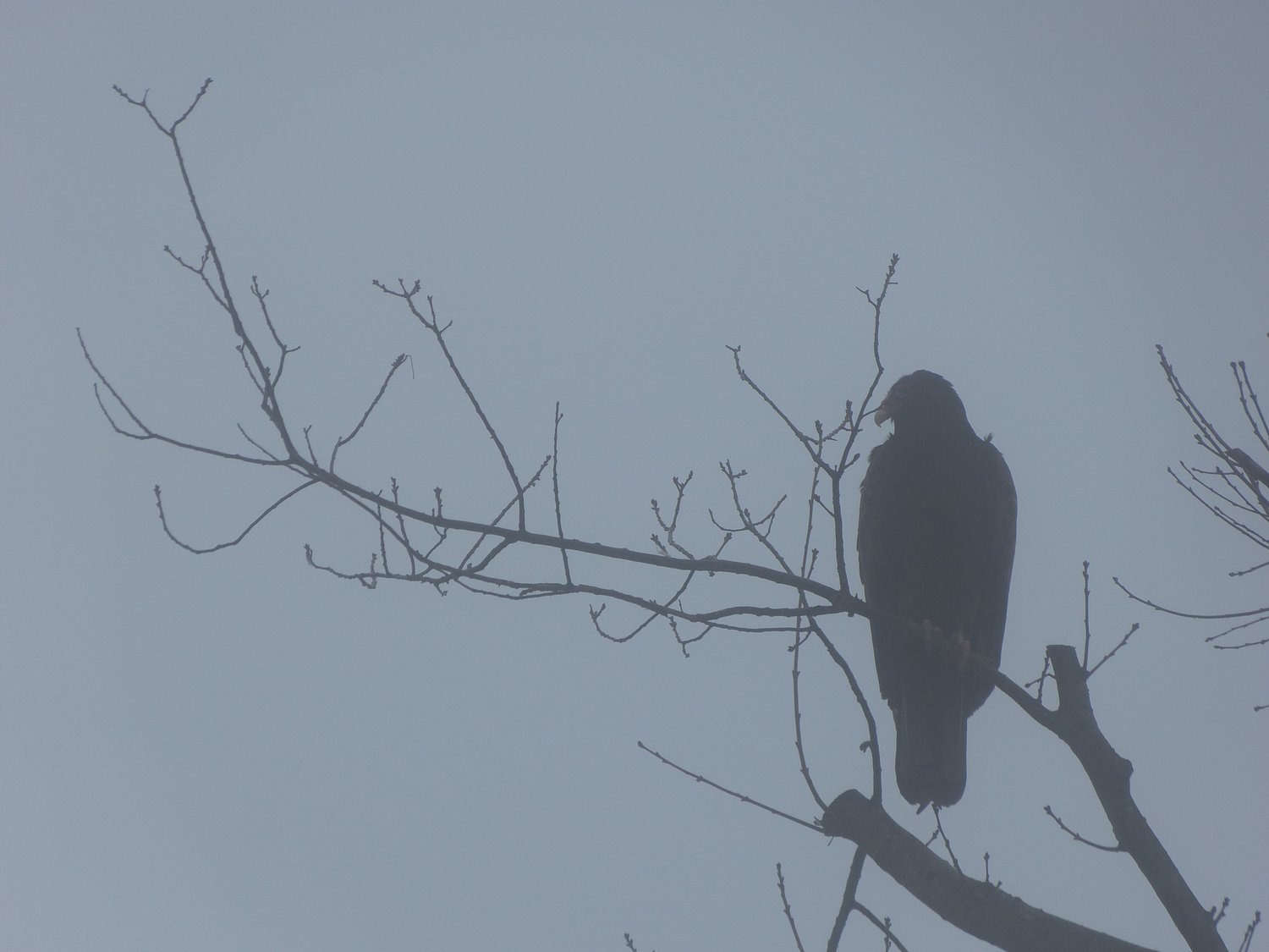  - A vulture in the winter fog. <br>--- Click to see ORIGINAL --- - -  Panasonic DMC-FZ150 - Tony Karp, design, art, photography, techno-impressionist, techno-impressionism, aerial photography , drone , drones , dji , mavic pro , video , 3D printing - Books -