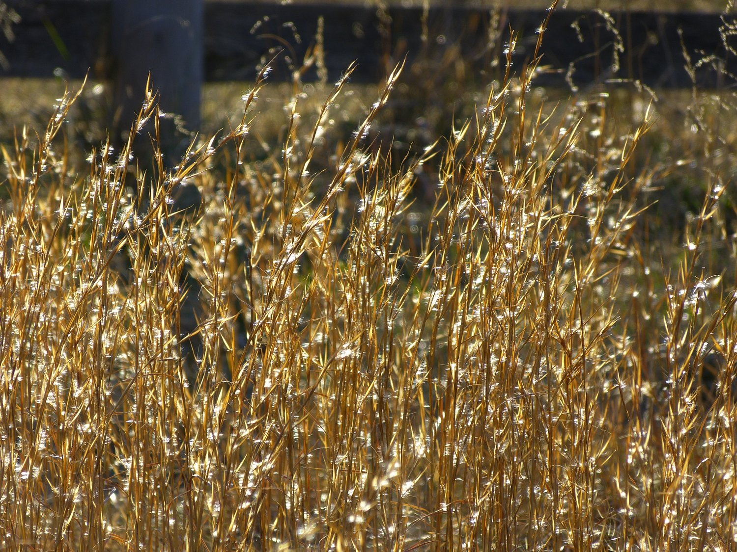  - The weeds of winter on a sunny day. <br>--- Click to see ORIGINAL --- - -  Panasonic DMC-FZ150 - Tony Karp, design, art, photography, techno-impressionist, techno-impressionism, aerial photography , drone , drones , dji , mavic pro , video , 3D printing - Books -