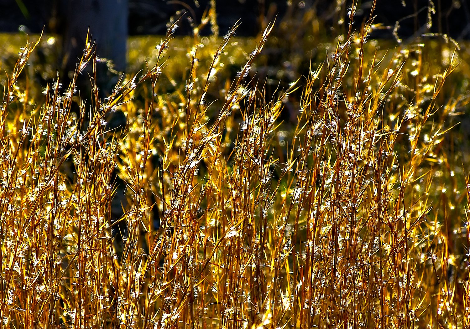  - The weeds of winter on a sunny day. <br>--- Click to see ORIGINAL --- - -  Panasonic DMC-FZ150 - Tony Karp, design, art, photography, techno-impressionist, techno-impressionism, aerial photography , drone , drones , dji , mavic pro , video , 3D printing - Books -