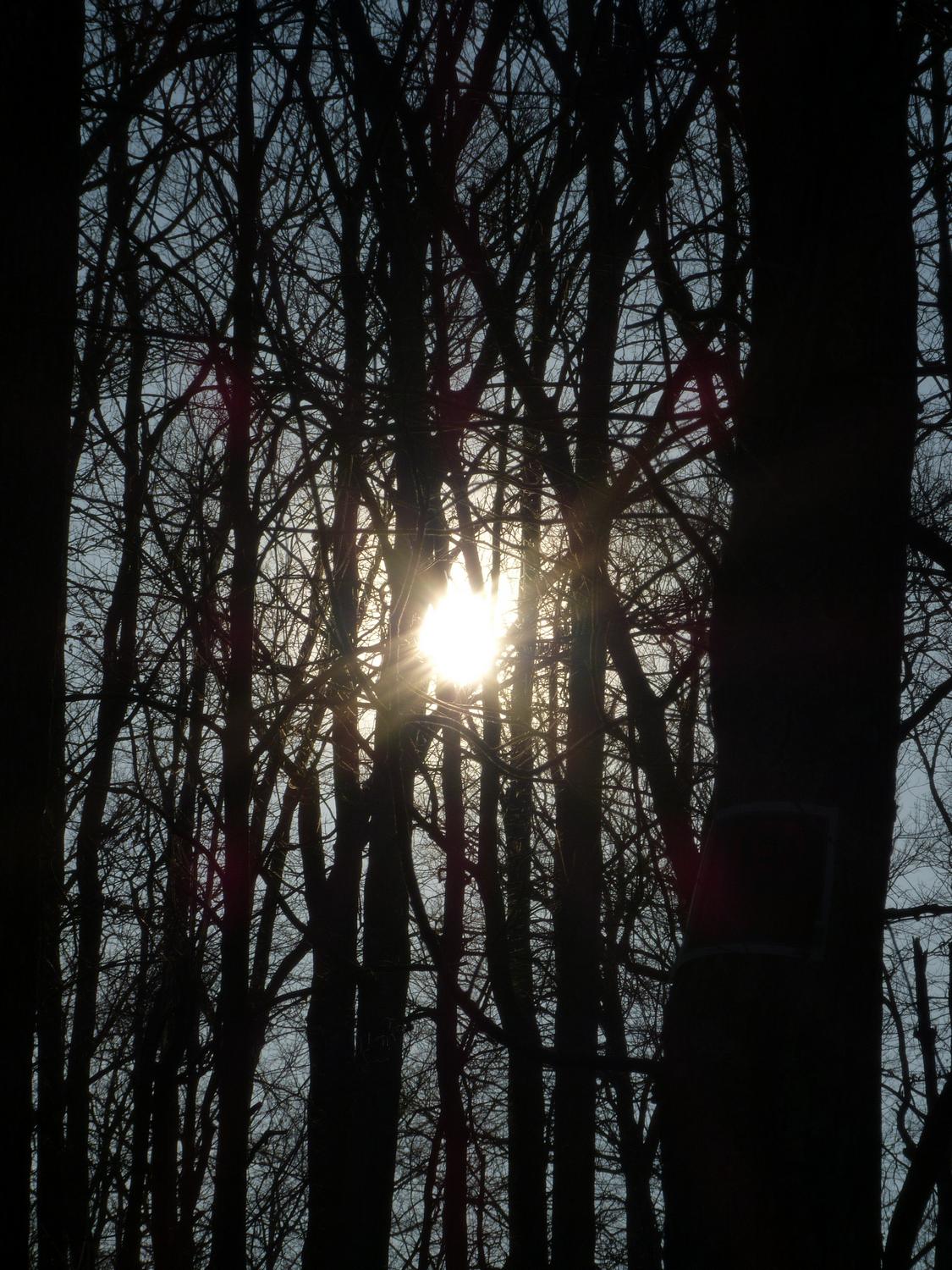  - Light through the trees <br>--- Click to see ORIGINAL --- - -  Panasonic DMC-FZ150 - post processing - Tony Karp, design, art, photography, techno-impressionist, techno-impressionism, aerial photography , drone , drones , dji , mavic pro , video , 3D printing - Books -