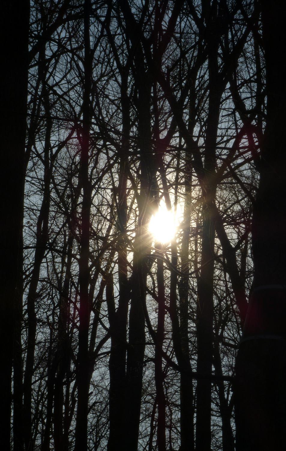  - Light through the trees <br>--- Click to see ORIGINAL --- - -  Panasonic DMC-FZ150 - post processing - Tony Karp, design, art, photography, techno-impressionist, techno-impressionism, aerial photography , drone , drones , dji , mavic pro , video , 3D printing - Books -