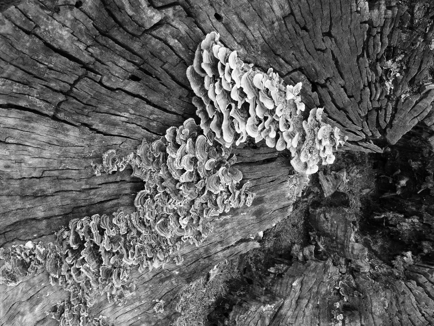  - Black and white fungus on an old tree <br>--- Click to see ORIGINAL --- - -  Panasonic DMC-FZ150 - post processing - Tony Karp, design, art, photography, techno-impressionist, techno-impressionism, aerial photography , drone , drones , dji , mavic pro , video , 3D printing - Books -