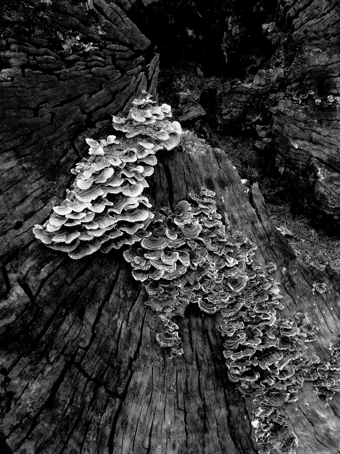  - Black and white fungus on an old tree <br>--- Click to see ORIGINAL --- - -  Panasonic DMC-FZ150 - post processing - Tony Karp, design, art, photography, techno-impressionist, techno-impressionism, aerial photography , drone , drones , dji , mavic pro , video , 3D printing - Books -
