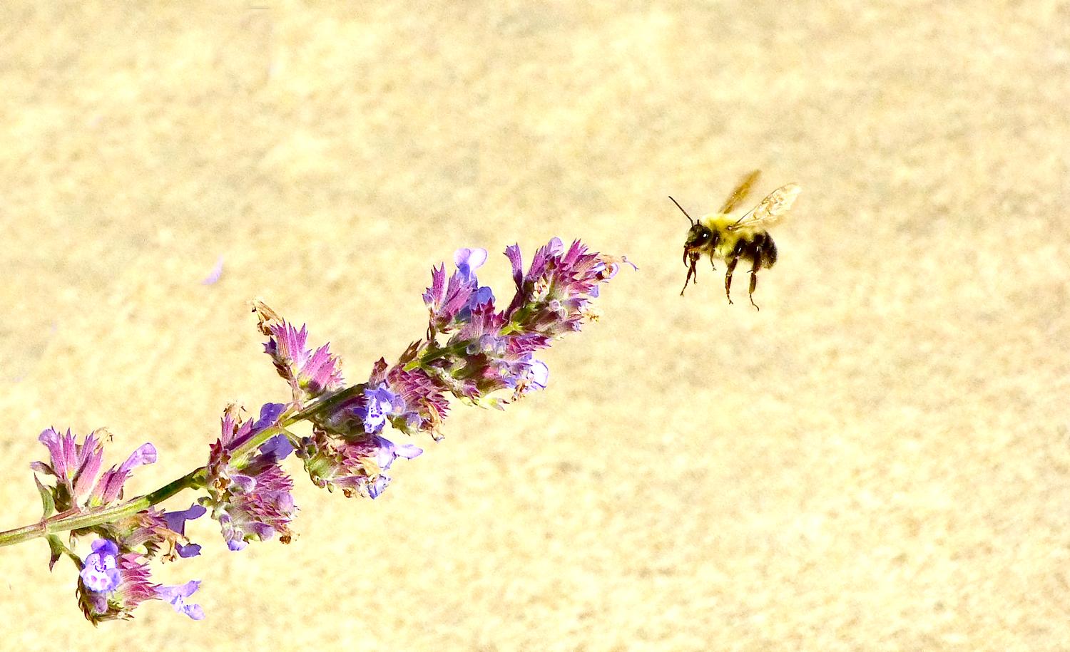  - Impressionist bees - - wild bees - Impressionist bees - Tony Karp, design, art, photography, techno-impressionist, techno-impressionism, aerial photography , drone , drones , dji , mavic pro , video , 3D printing - Books -