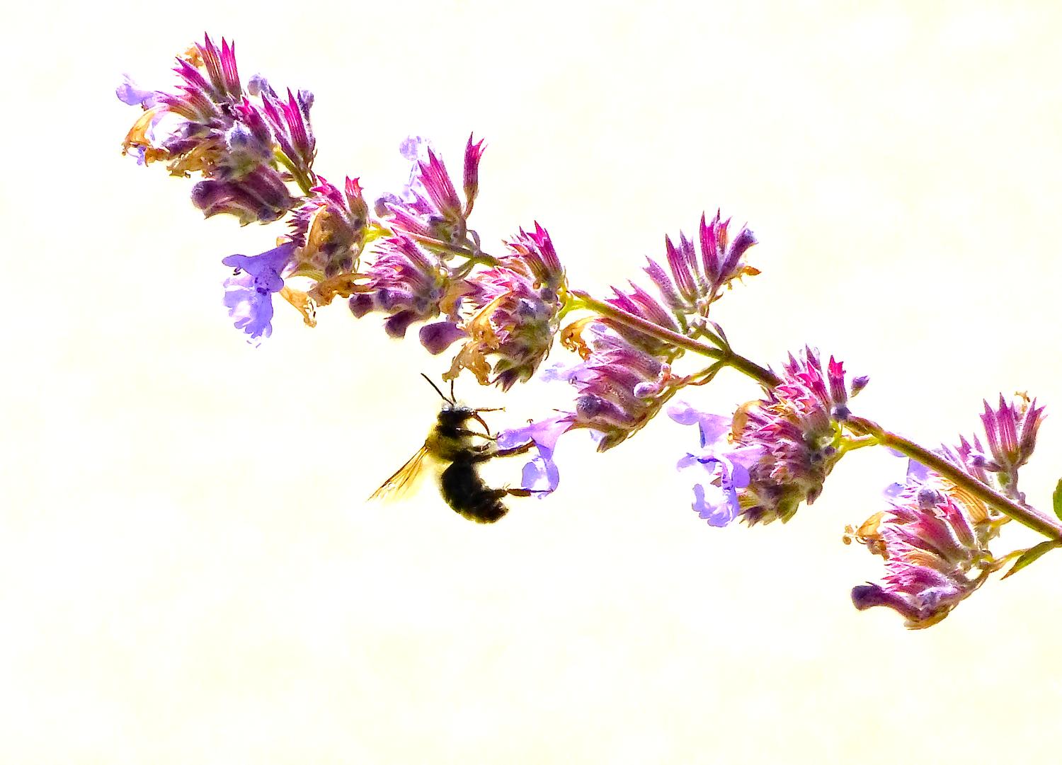  - Impressionist bees - - wild bees - Impressionist bees - Tony Karp, design, art, photography, techno-impressionist, techno-impressionism, aerial photography , drone , drones , dji , mavic pro , video , 3D printing - Books -