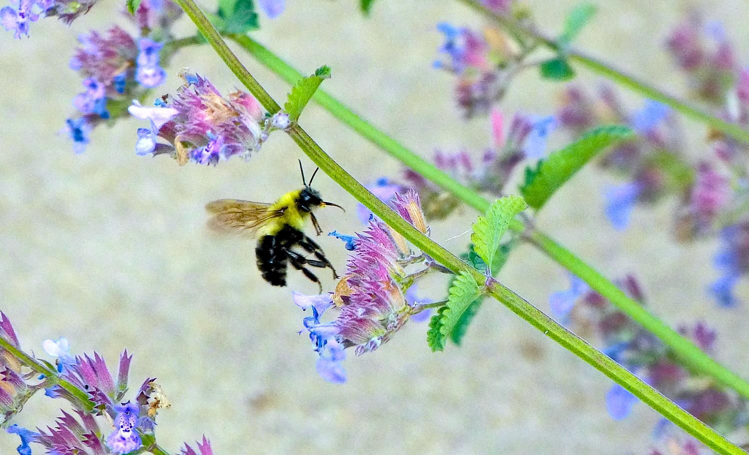  - Impressionist bees - - wild bees - Impressionist bees - Tony Karp, design, art, photography, techno-impressionist, techno-impressionism, aerial photography , drone , drones , dji , mavic pro , video , 3D printing - Books -