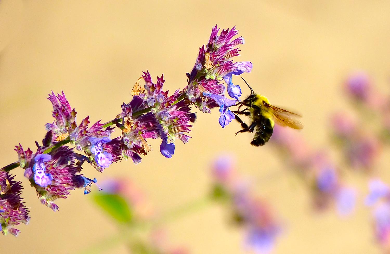  - Impressionist bees - - wild bees - Impressionist bees - Tony Karp, design, art, photography, techno-impressionist, techno-impressionism, aerial photography , drone , drones , dji , mavic pro , video , 3D printing - Books -