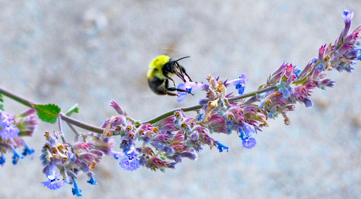  - Impressionist bees - - wild bees - Impressionist bees - Tony Karp, design, art, photography, techno-impressionist, techno-impressionism, aerial photography , drone , drones , dji , mavic pro , video , 3D printing - Books -