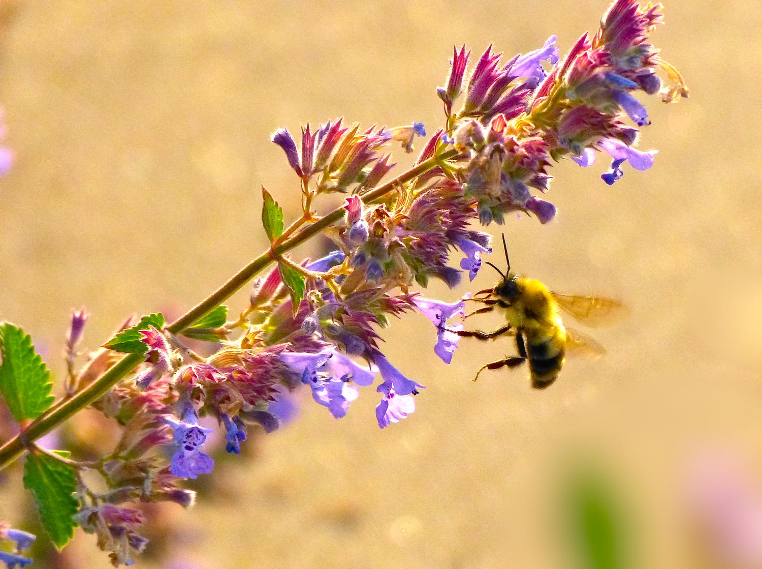  - Impressionist bees - - wild bees - Impressionist bees - Tony Karp, design, art, photography, techno-impressionist, techno-impressionism, aerial photography , drone , drones , dji , mavic pro , video , 3D printing - Books -