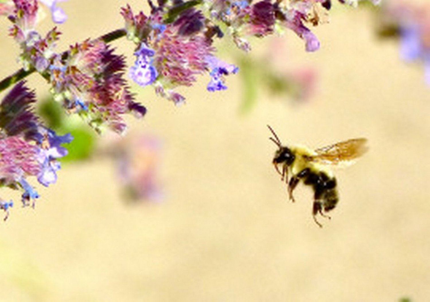 impressionist bee, 3d printing, art in the 3rd dimension, Frisson Studio - Here's the original image - Tony Karp, design, art, photography, techno-impressionist, techno-impressionism, aerial photography , drone , drones , dji , mavic pro , video , 3D printing - Books -