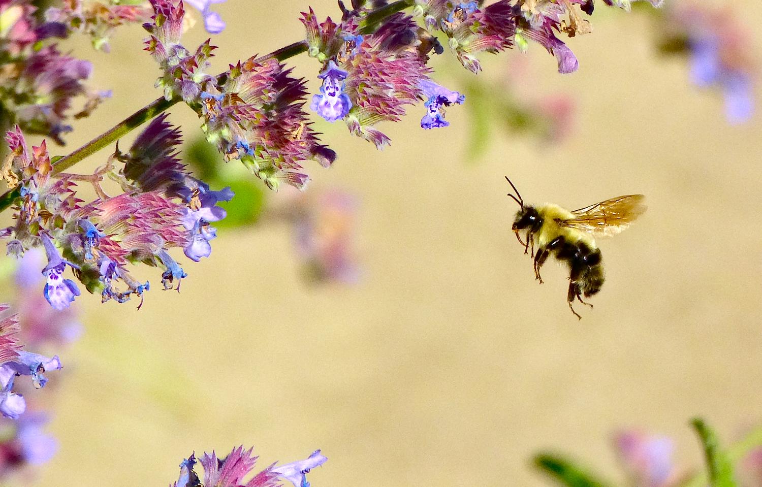 Hovering bee - Impressionist bees - - wild bees - Impressionist bees - Tony Karp, design, art, photography, techno-impressionist, techno-impressionism, aerial photography , drone , drones , dji , mavic pro , video , 3D printing - Books -