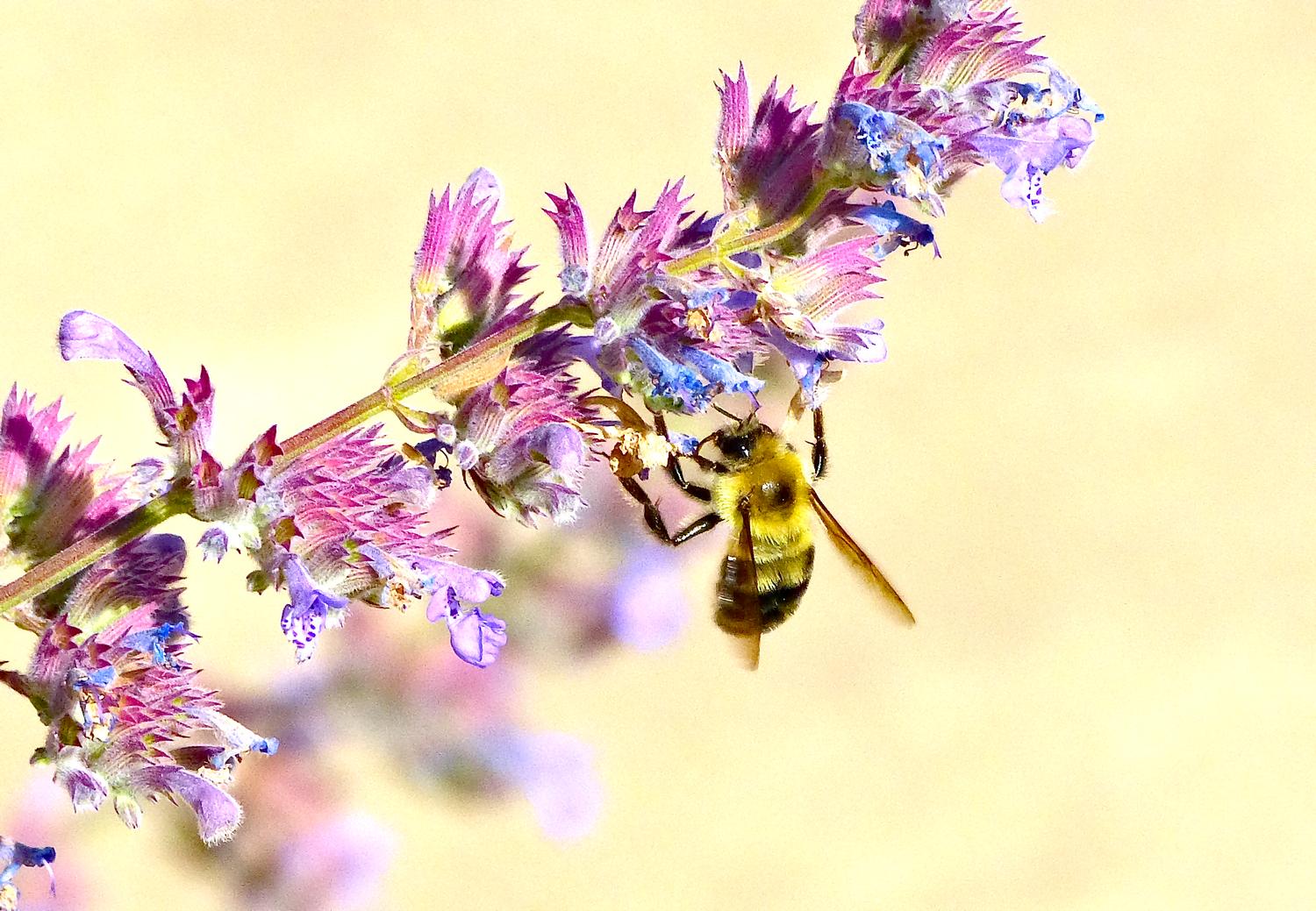  - Impressionist bees - - wild bees - Impressionist bees - Tony Karp, design, art, photography, techno-impressionist, techno-impressionism, aerial photography , drone , drones , dji , mavic pro , video , 3D printing - Books -