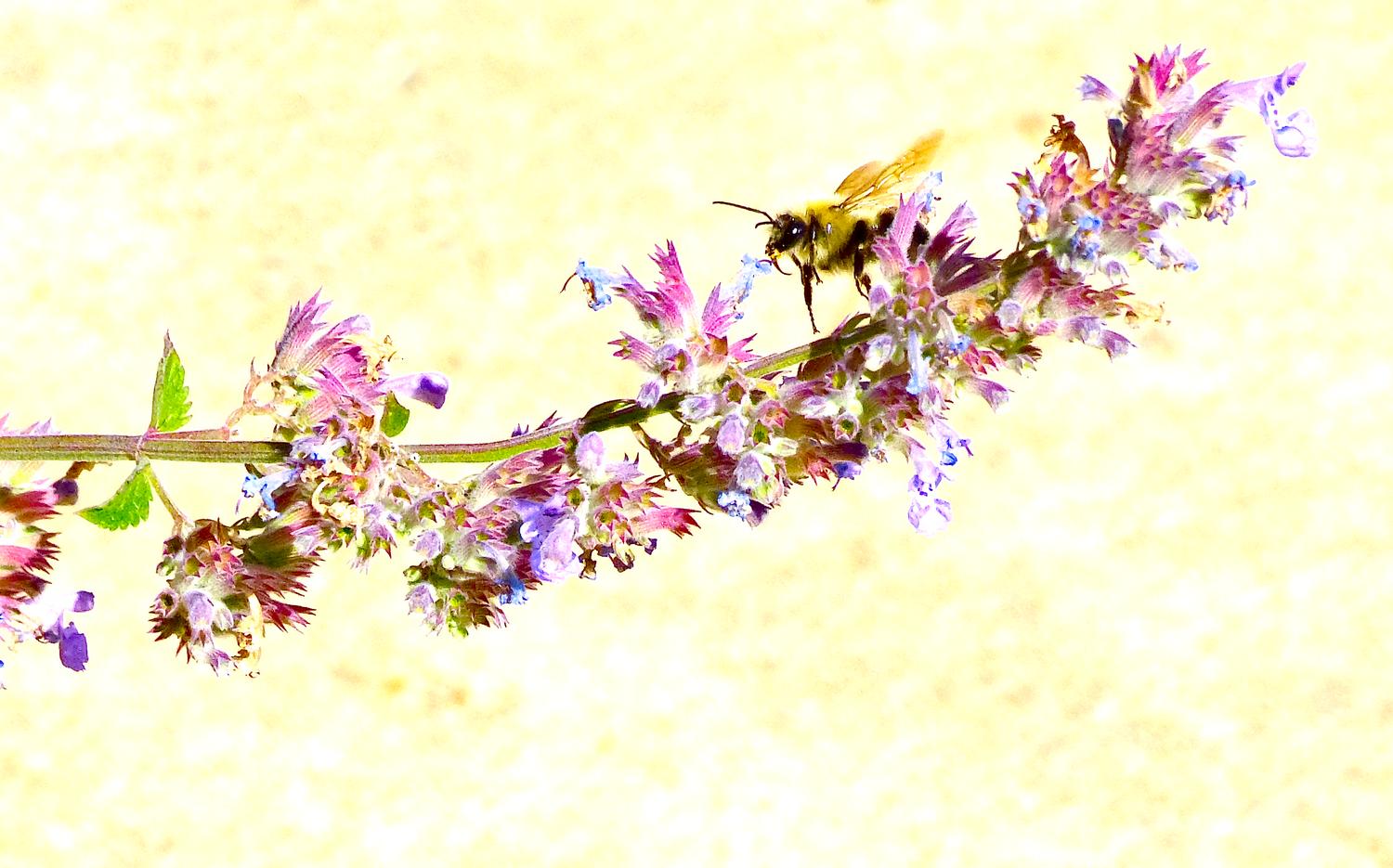  - Impressionist bees - - wild bees - Impressionist bees - Tony Karp, design, art, photography, techno-impressionist, techno-impressionism, aerial photography , drone , drones , dji , mavic pro , video , 3D printing - Books -