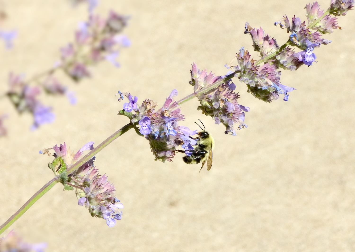  - Impressionist bees - - wild bees - Impressionist bees - Tony Karp, design, art, photography, techno-impressionist, techno-impressionism, aerial photography , drone , drones , dji , mavic pro , video , 3D printing - Books -