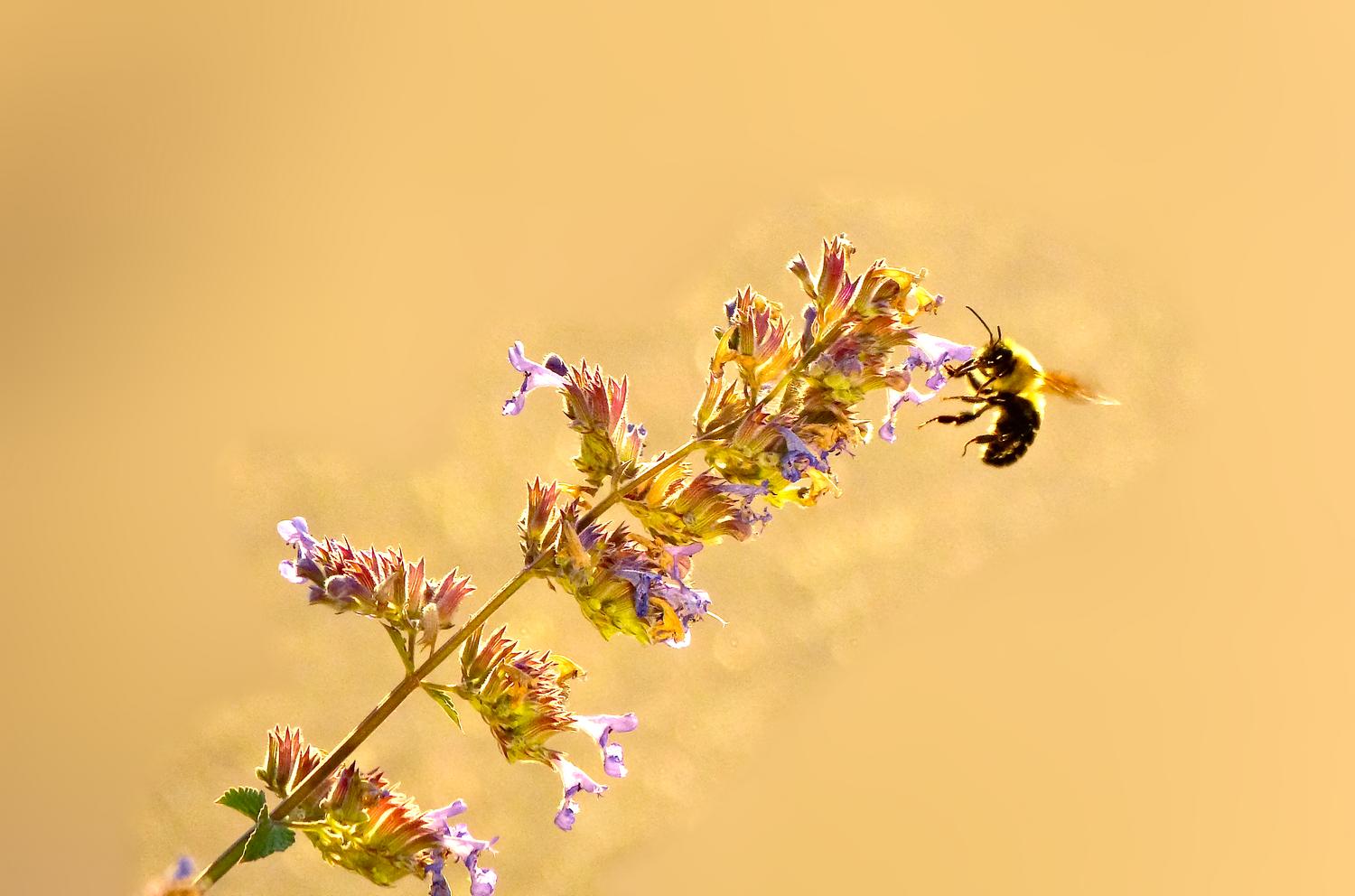  - Impressionist bees - - wild bees - Impressionist bees - Tony Karp, design, art, photography, techno-impressionist, techno-impressionism, aerial photography , drone , drones , dji , mavic pro , video , 3D printing - Books -