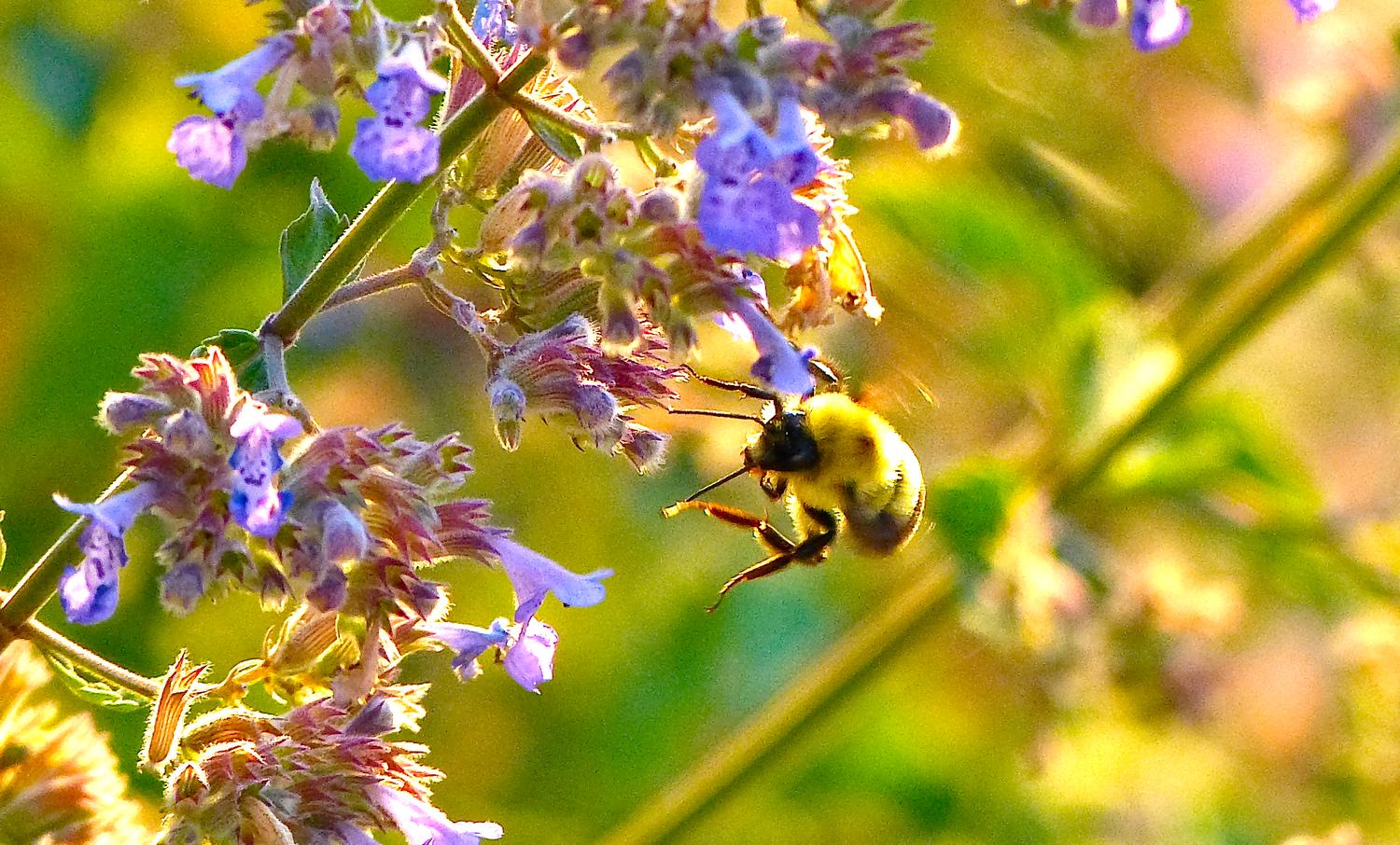  - Impressionist bees - - wild bees - Impressionist bees - Tony Karp, design, art, photography, techno-impressionist, techno-impressionism, aerial photography , drone , drones , dji , mavic pro , video , 3D printing - Books -